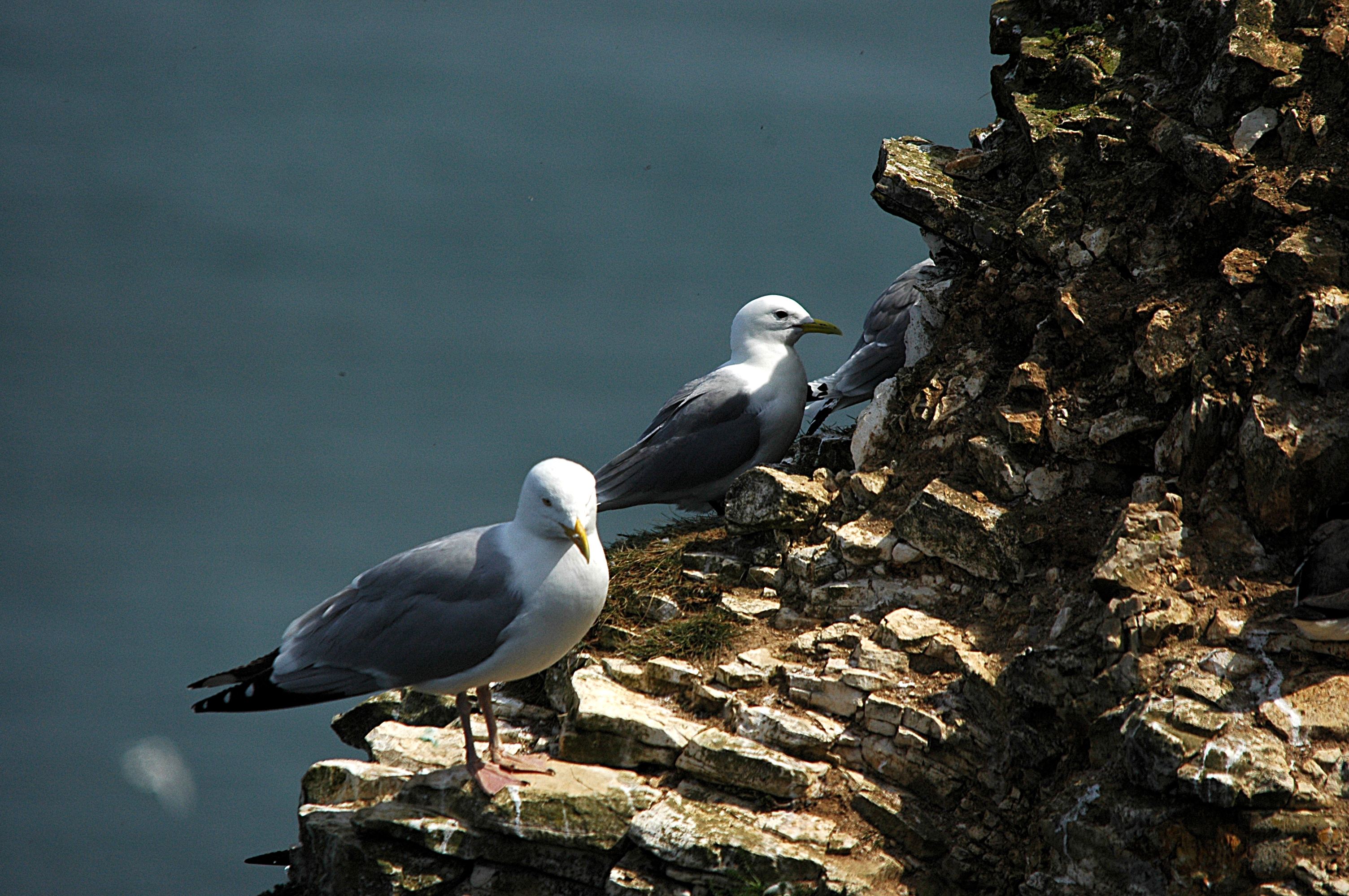 photos/wildlife/Bird_Species/067-Gulls/1658-Herring_Gull/DSC_5788.JPG