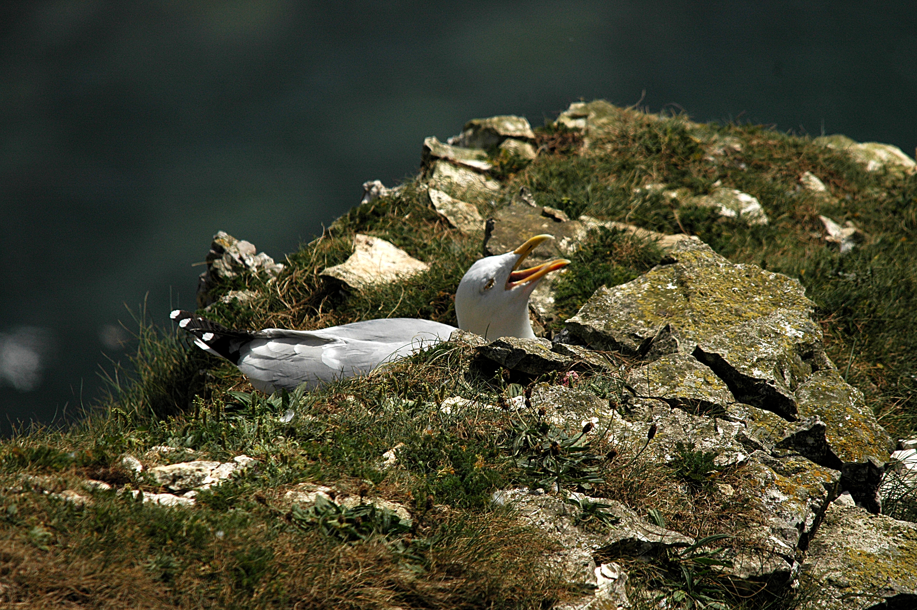 photos/wildlife/Bird_Species/067-Gulls/1658-Herring_Gull/DSC_5789.JPG