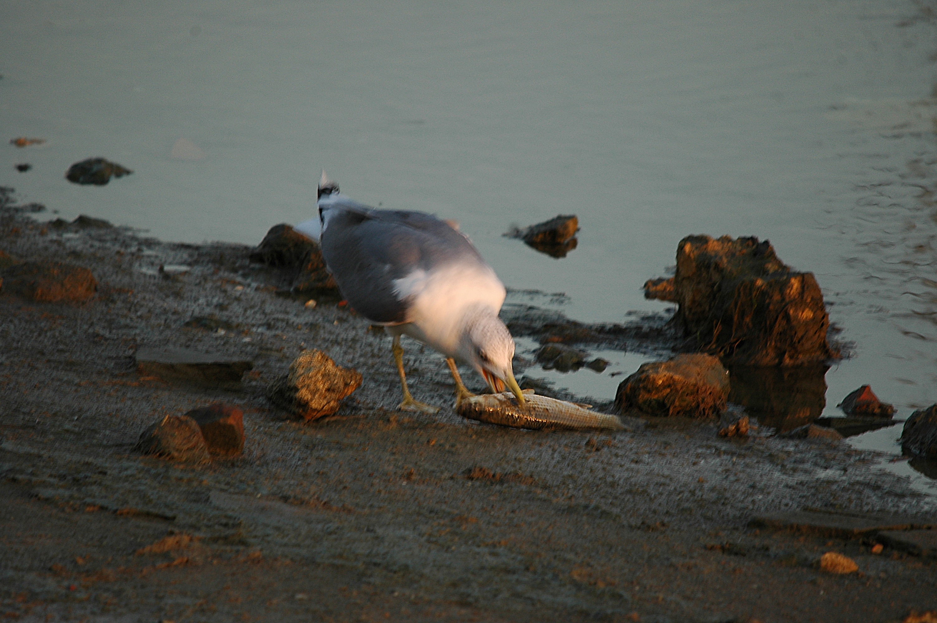 photos/wildlife/Bird_Species/067-Gulls/1661-Yellow-legged_Gull/20090921-Spain-01.jpg