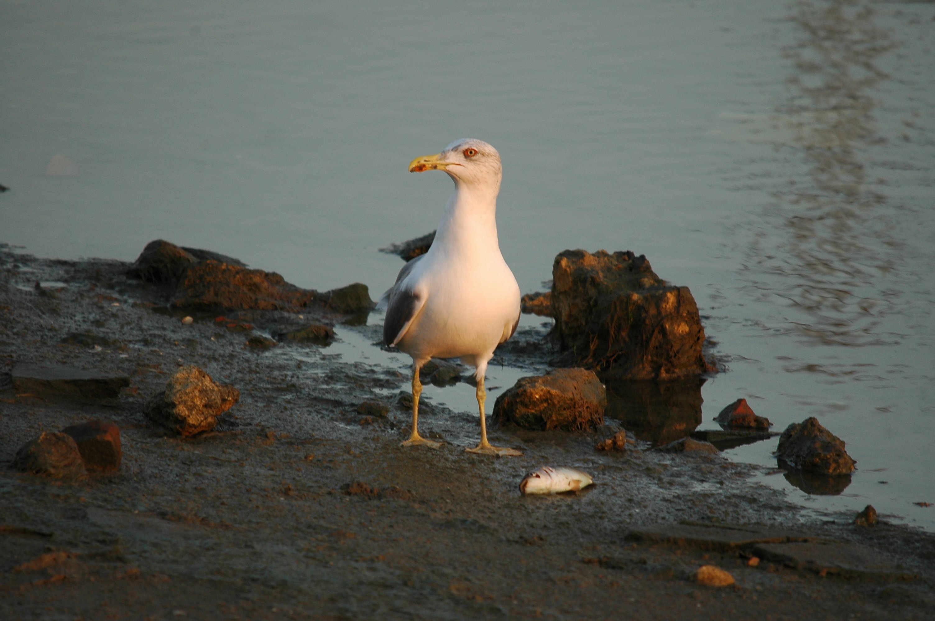 photos/wildlife/Bird_Species/067-Gulls/1661-Yellow-legged_Gull/20090921-Spain-02.jpg