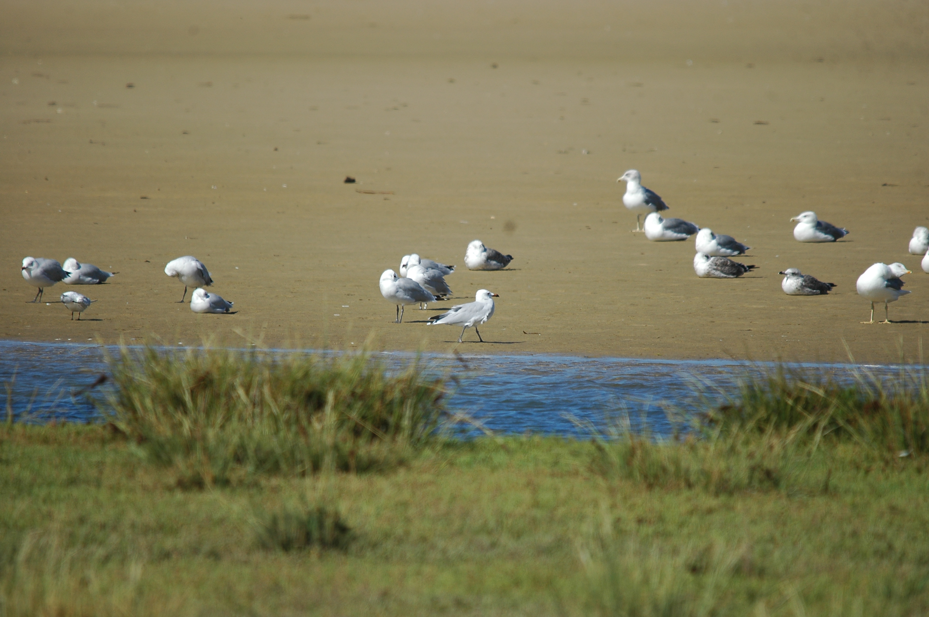 photos/wildlife/Bird_Species/067-Gulls/1661-Yellow-legged_Gull/20090923-Spain-01.jpg