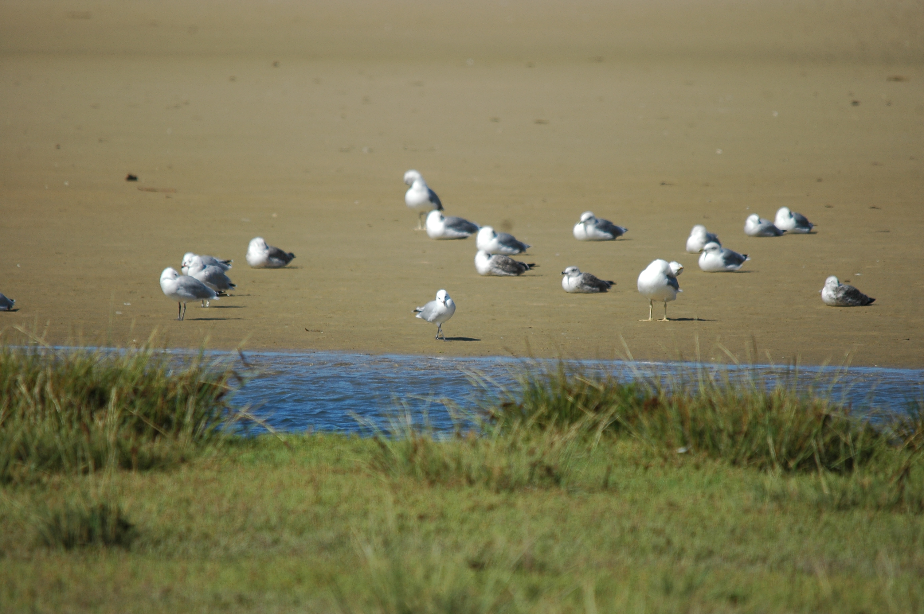 photos/wildlife/Bird_Species/067-Gulls/1661-Yellow-legged_Gull/20090923-Spain-02.jpg