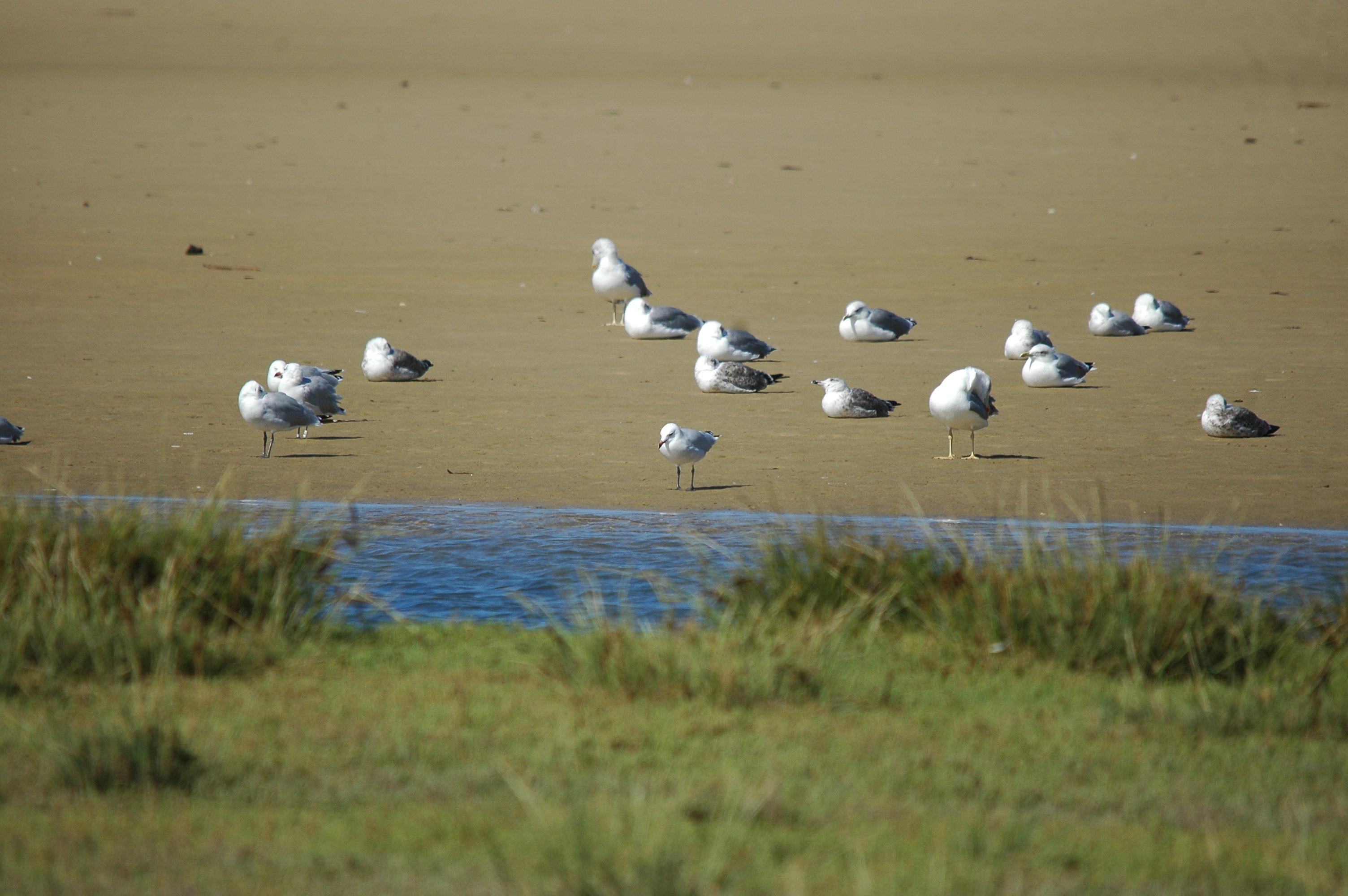 photos/wildlife/Bird_Species/067-Gulls/1661-Yellow-legged_Gull/20090923-Spain-03.jpg