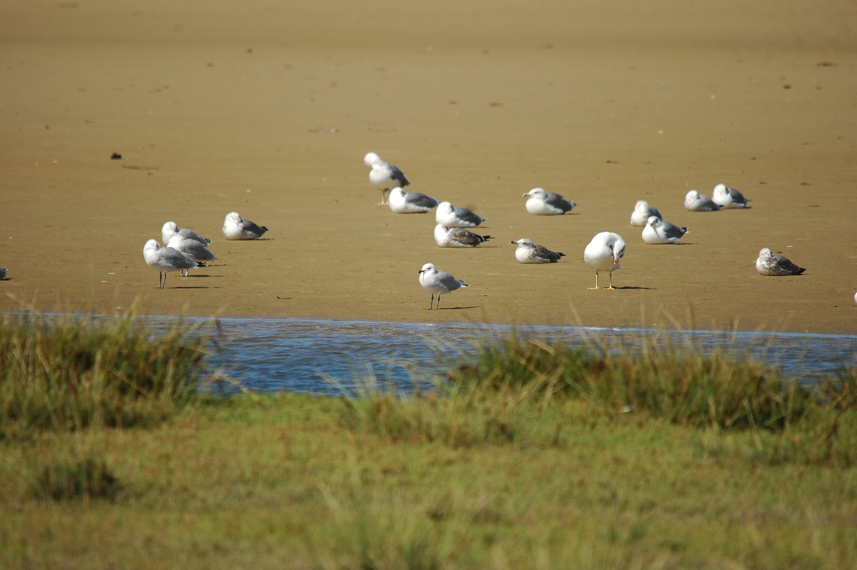 photos/wildlife/Bird_Species/067-Gulls/1661-Yellow-legged_Gull/20090923-Spain-04.jpg