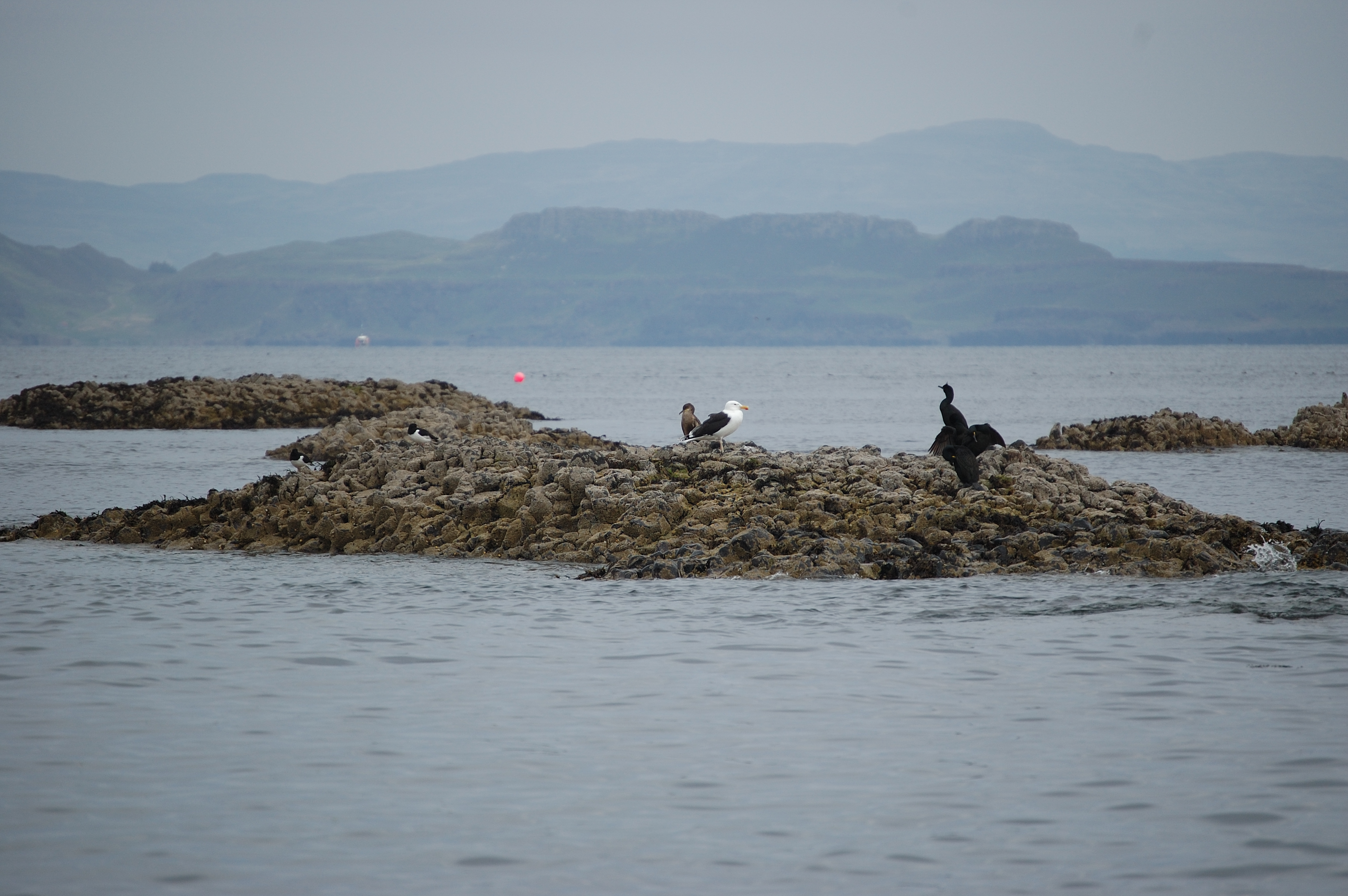 photos/wildlife/Bird_Species/067-Gulls/1669-Great_Black-backed_Gull/20080515-Staffa-01.jpg