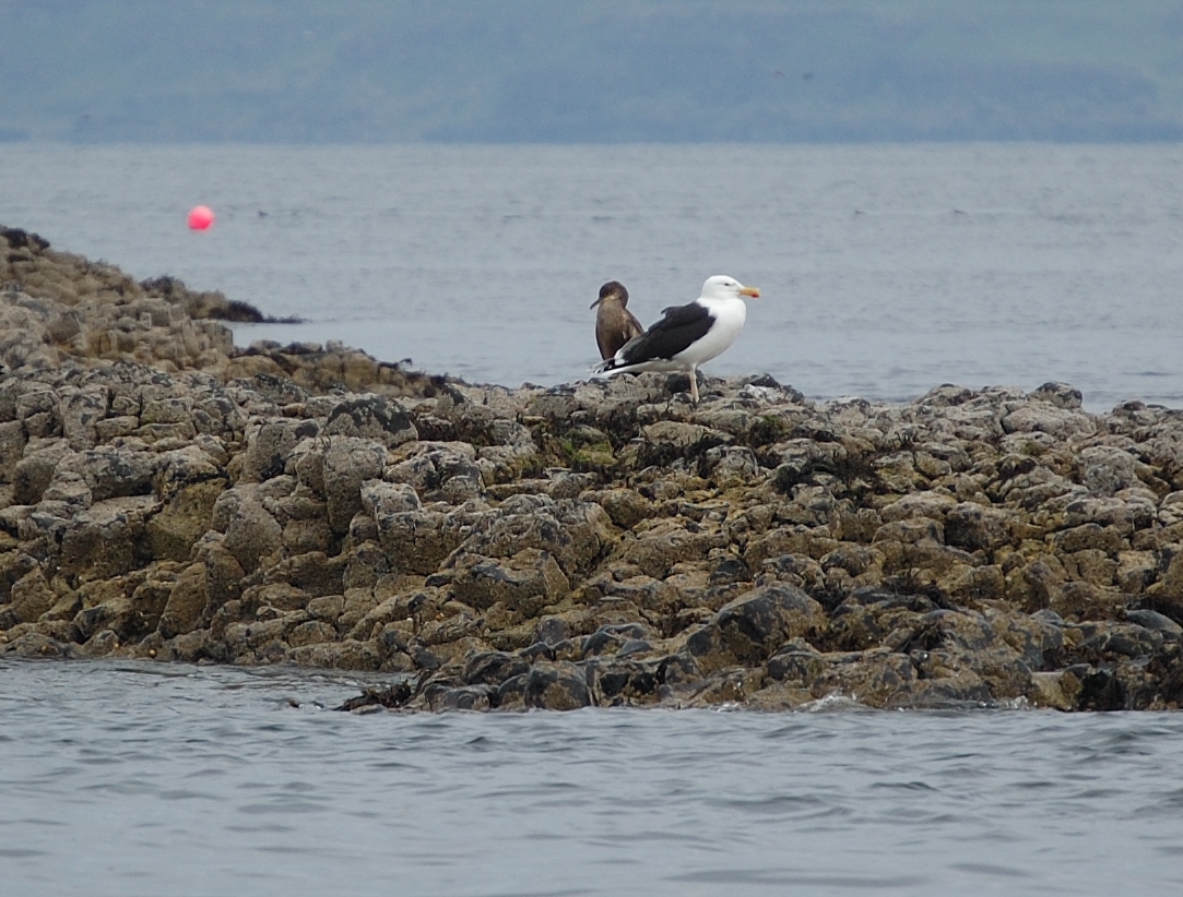 photos/wildlife/Bird_Species/067-Gulls/1669-Great_Black-backed_Gull/20080515-Staffa-01_sm.jpg
