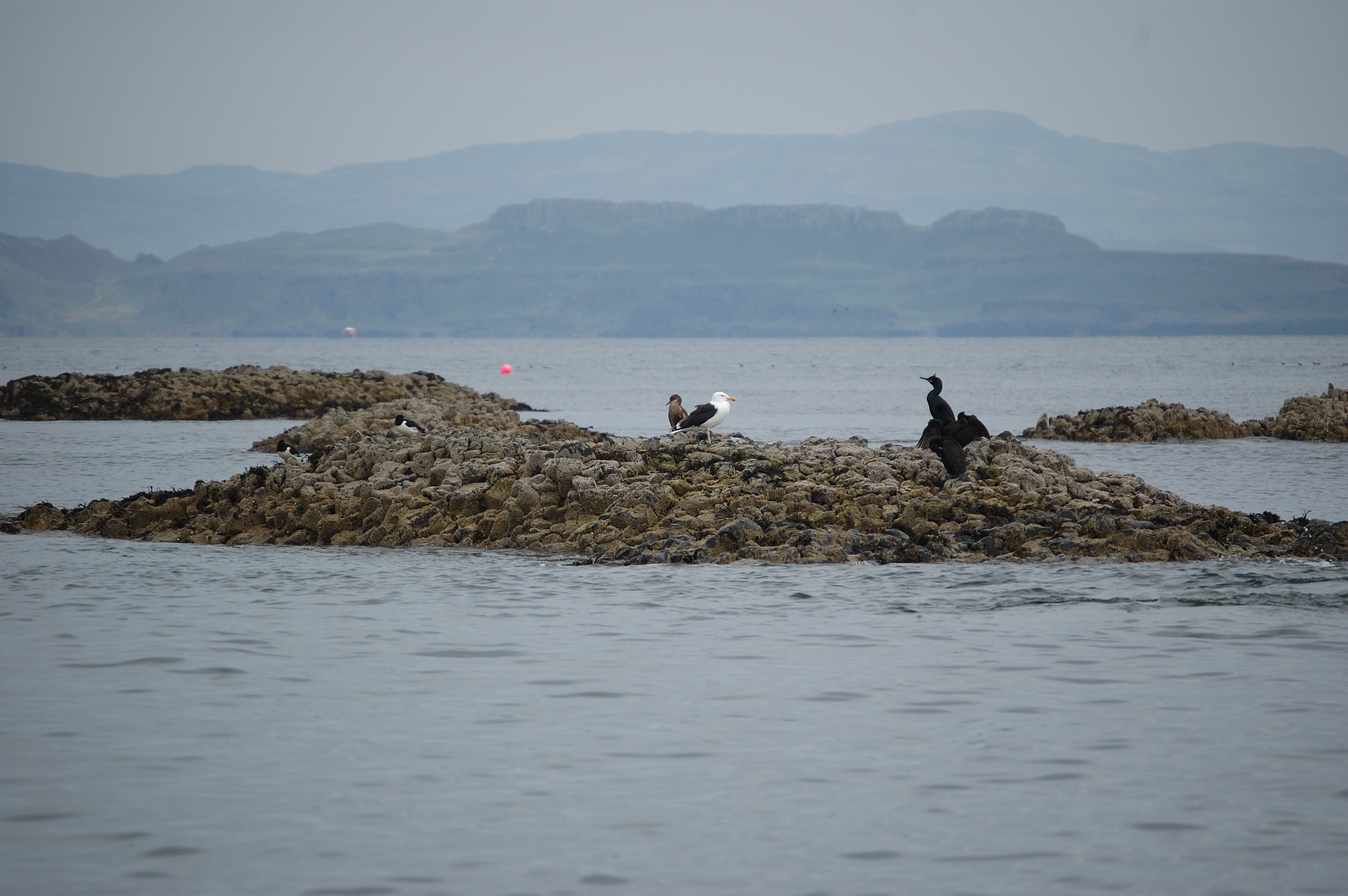 photos/wildlife/Bird_Species/067-Gulls/1669-Great_Black-backed_Gull/20080515-Staffa-02.jpg