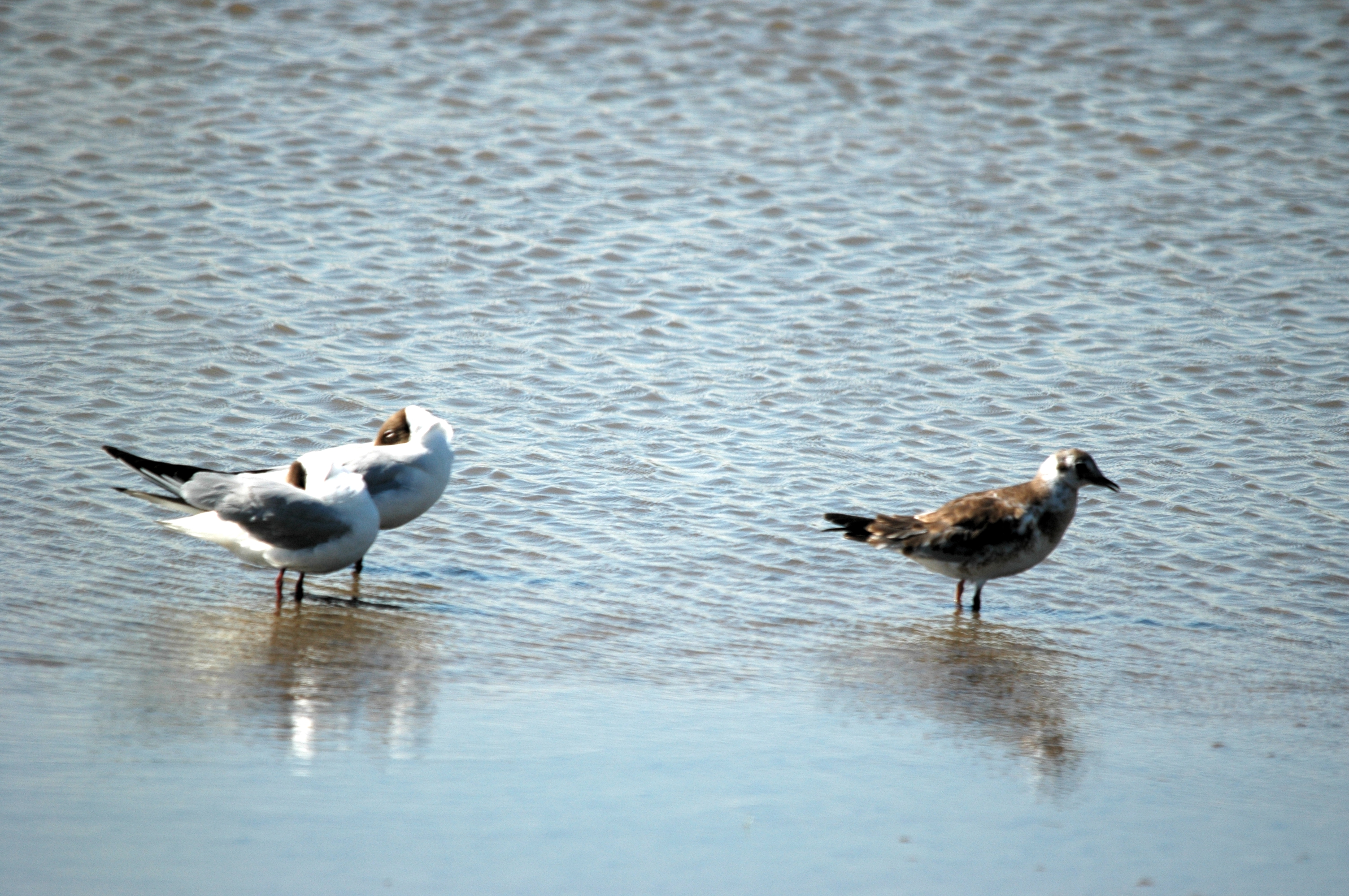 photos/wildlife/Bird_Species/067-Gulls/1686-Black-headed_Gull/20090623-Blacktoft-01.jpg