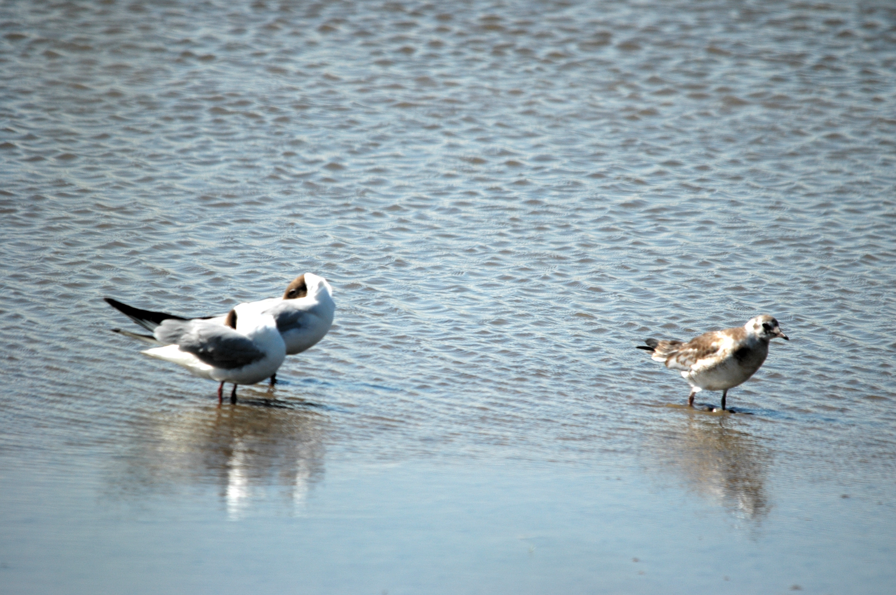 photos/wildlife/Bird_Species/067-Gulls/1686-Black-headed_Gull/20090623-Blacktoft-02.jpg