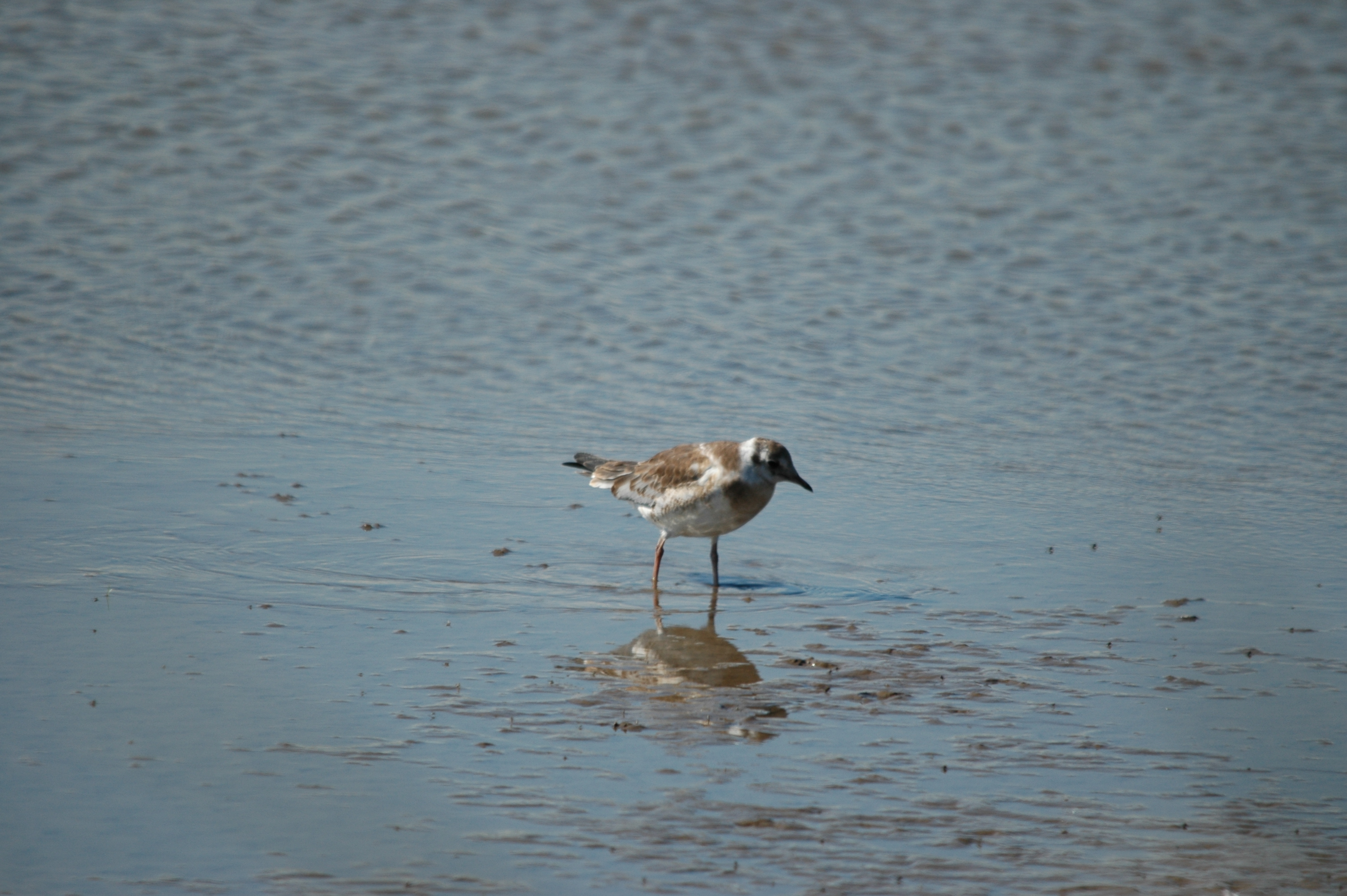 photos/wildlife/Bird_Species/067-Gulls/1686-Black-headed_Gull/20090623-Blacktoft-03.jpg