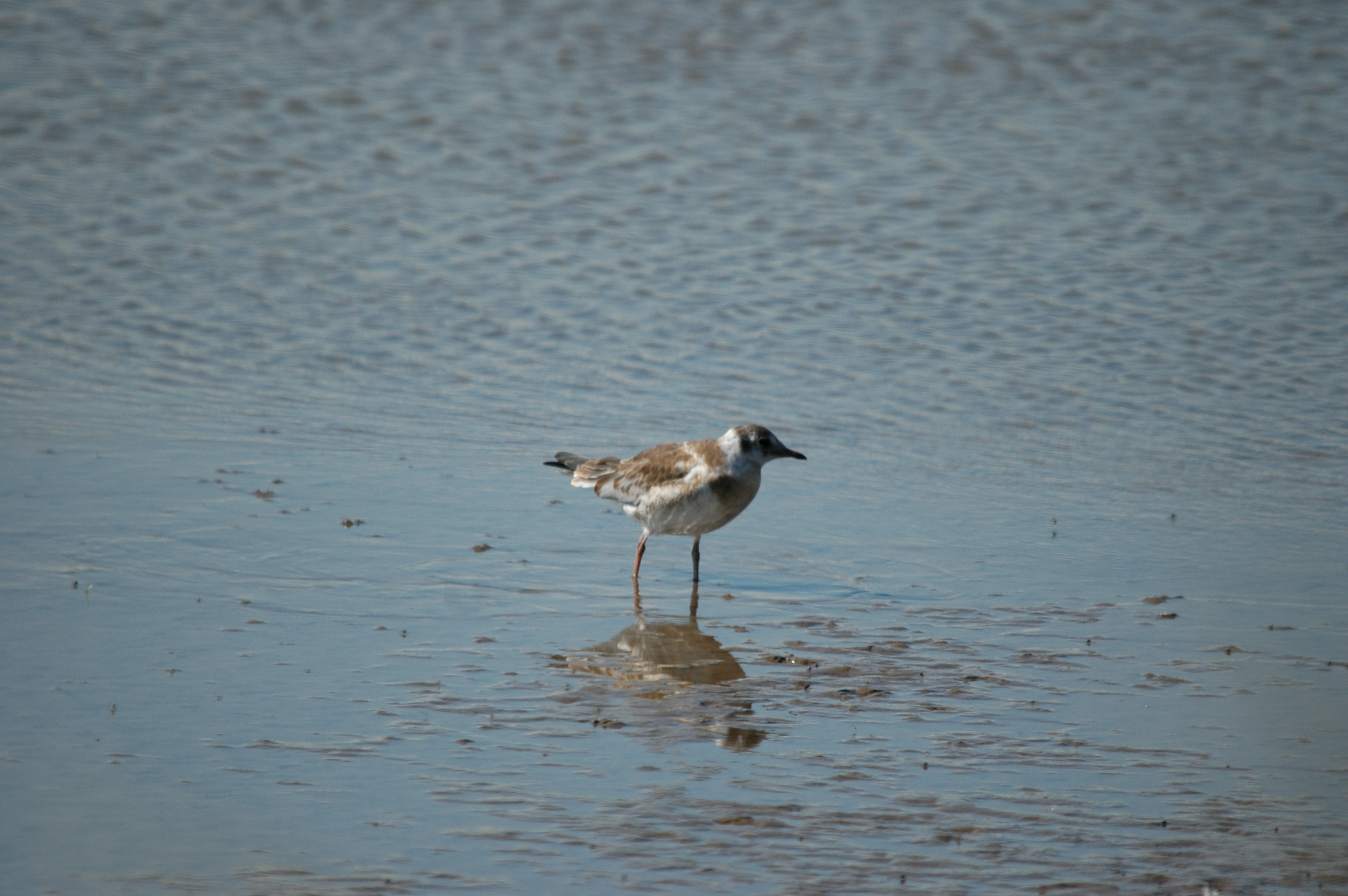 photos/wildlife/Bird_Species/067-Gulls/1686-Black-headed_Gull/20090623-Blacktoft-04.jpg