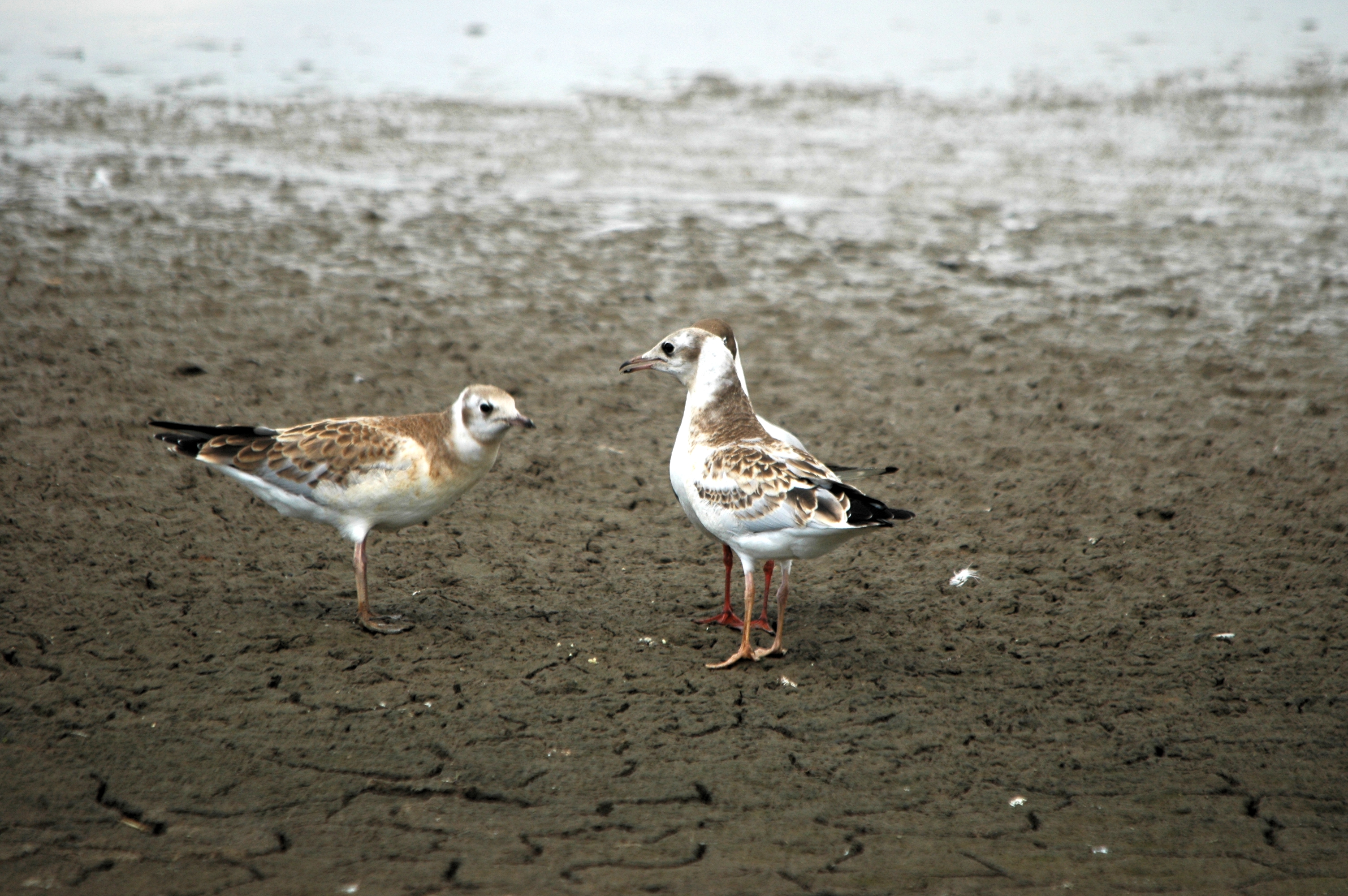photos/wildlife/Bird_Species/067-Gulls/1686-Black-headed_Gull/DSC_6298.JPG