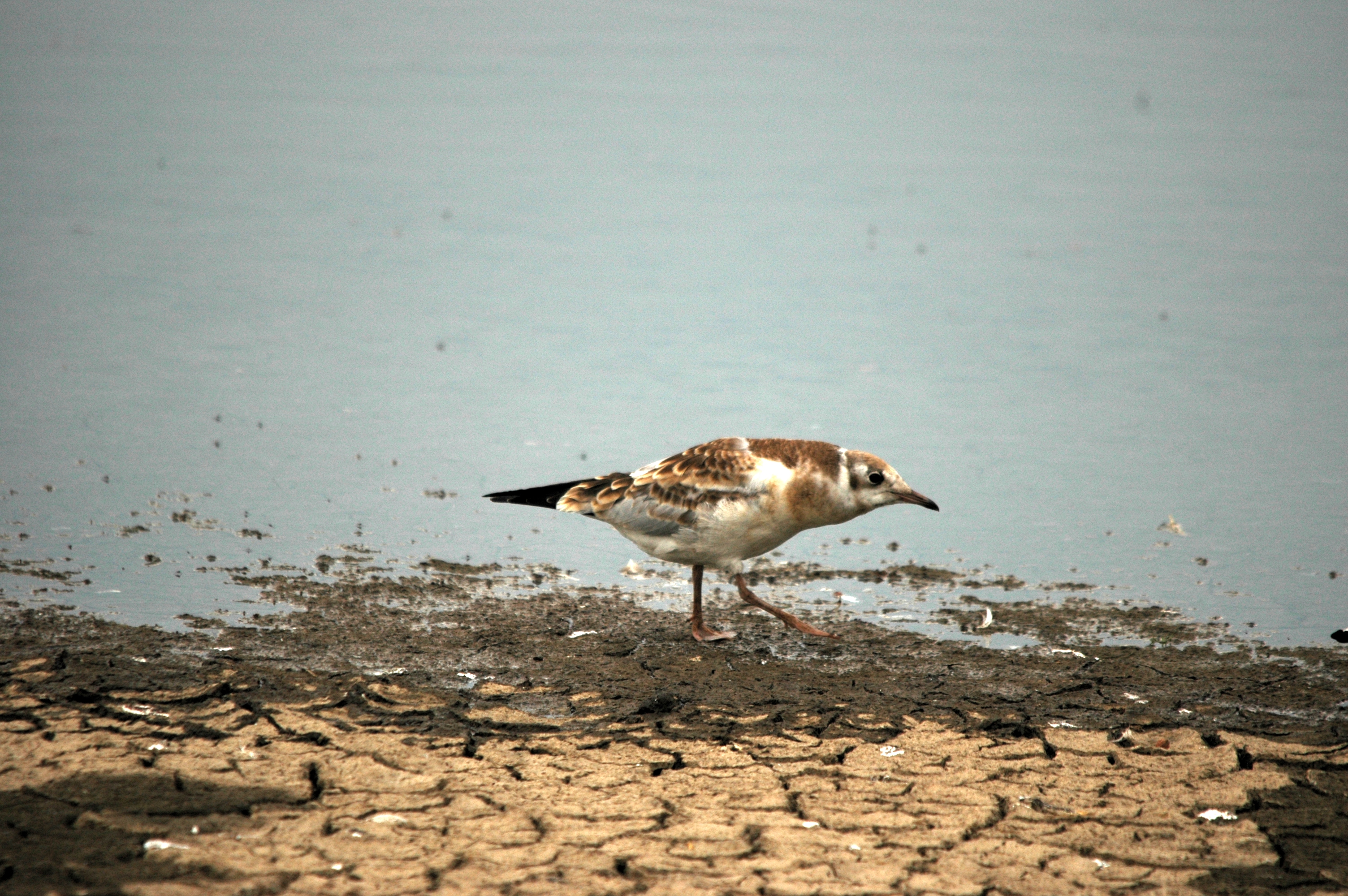 photos/wildlife/Bird_Species/067-Gulls/1686-Black-headed_Gull/DSC_6391.JPG
