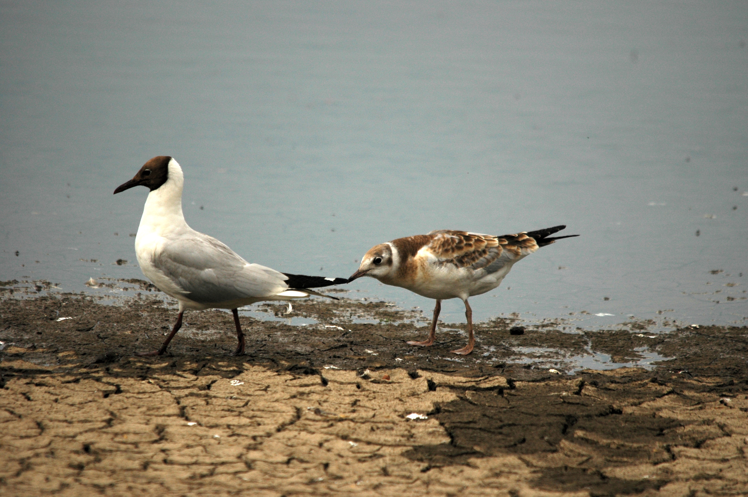 photos/wildlife/Bird_Species/067-Gulls/1686-Black-headed_Gull/DSC_6392.JPG