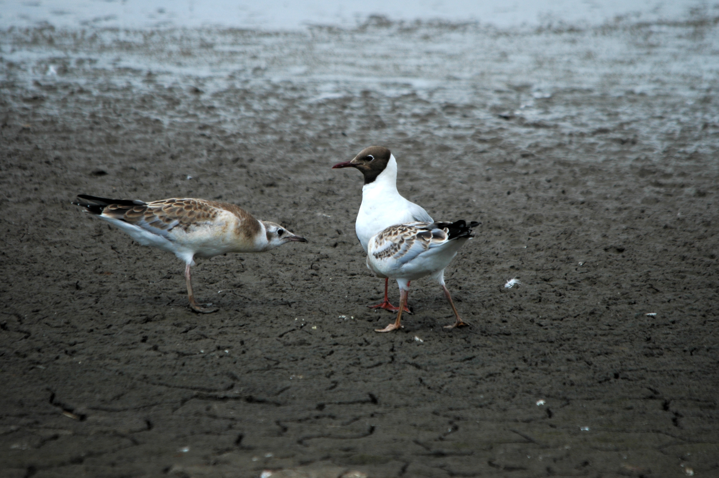 photos/wildlife/Bird_Species/067-Gulls/1686-Black-headed_Gull/Dsc_6296.jpg
