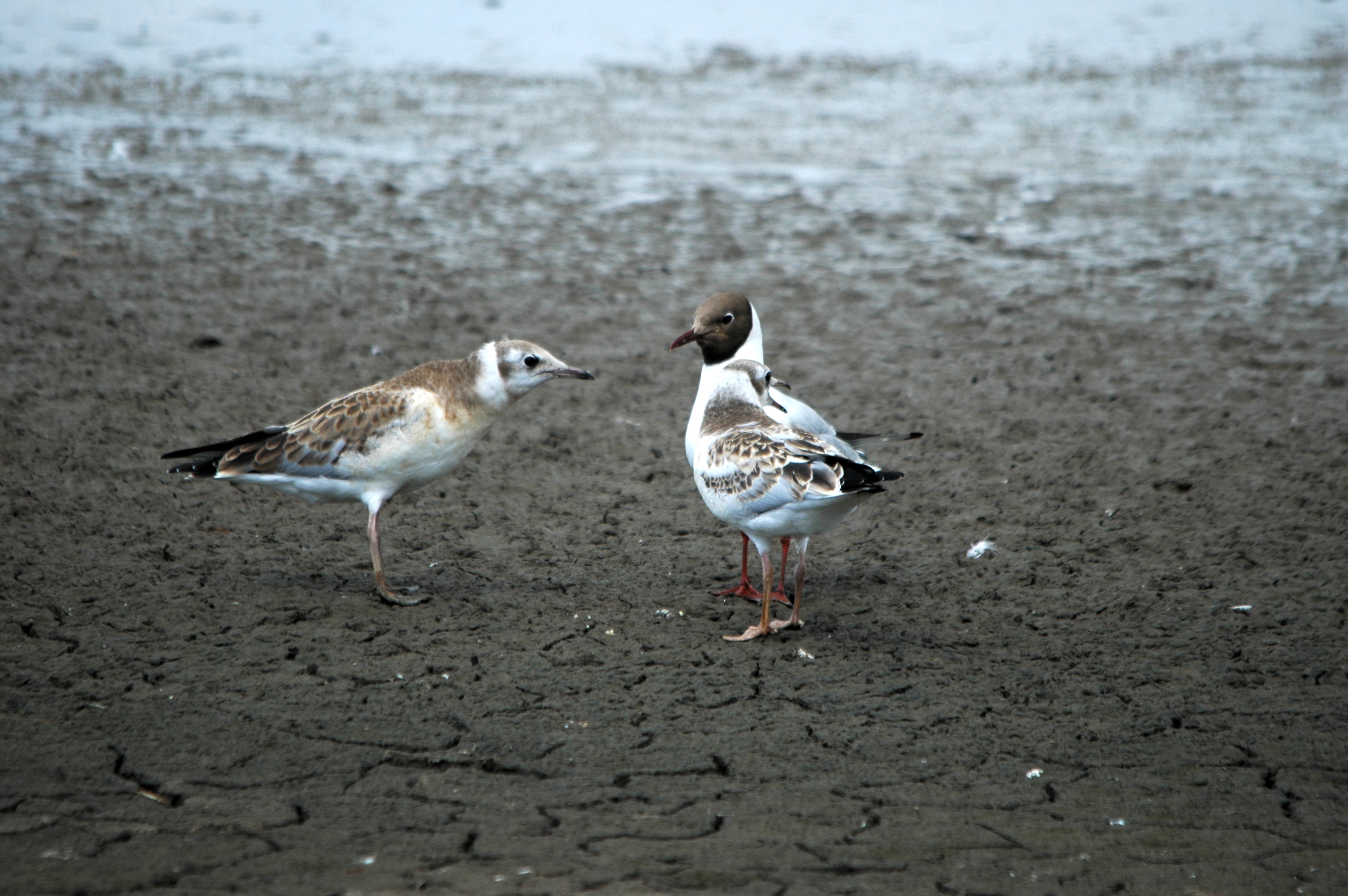 photos/wildlife/Bird_Species/067-Gulls/1686-Black-headed_Gull/Dsc_6297.jpg