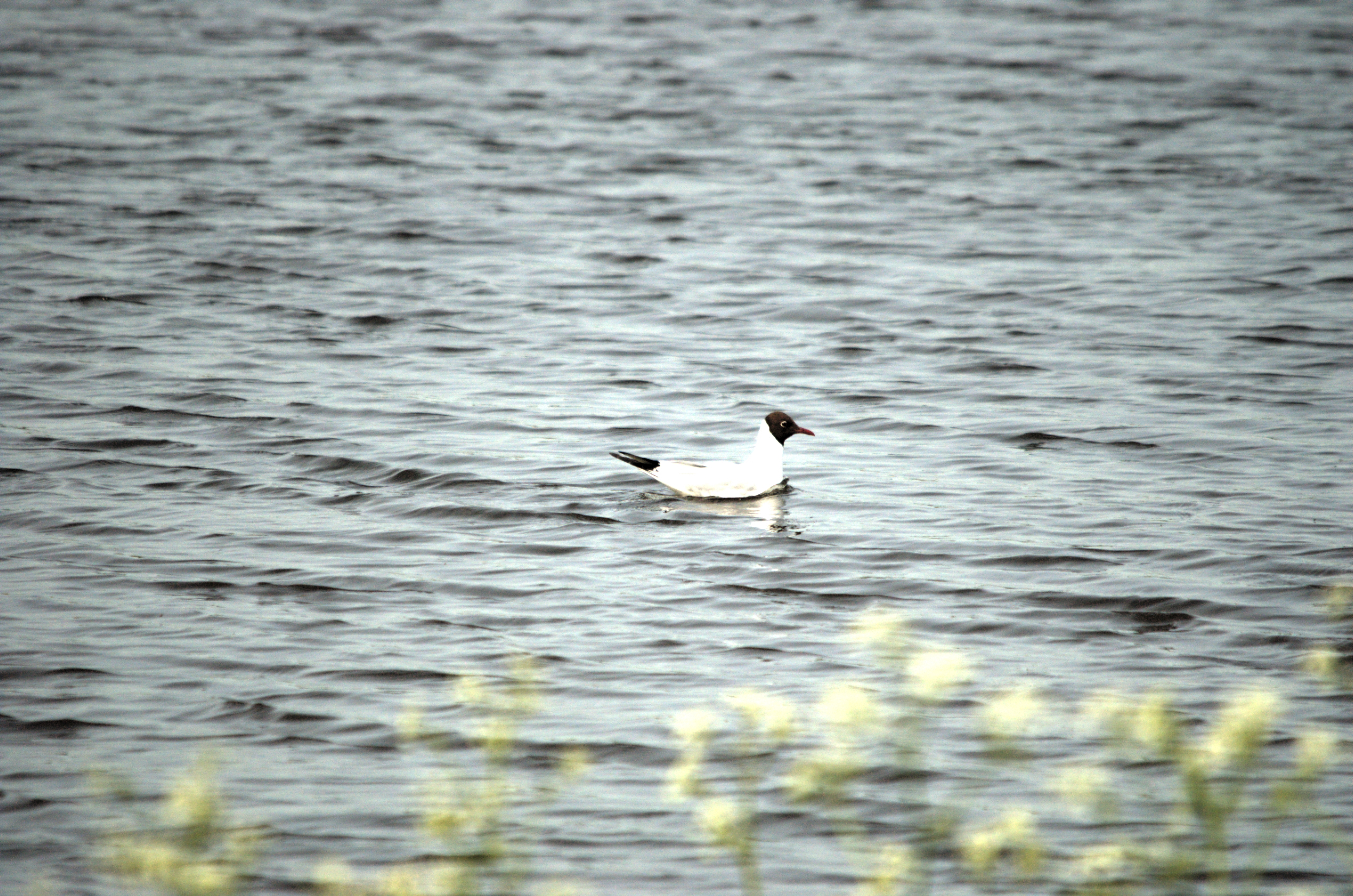 photos/wildlife/Bird_Species/067-Gulls/1686-Black-headed_Gull/dsc_2233.jpg