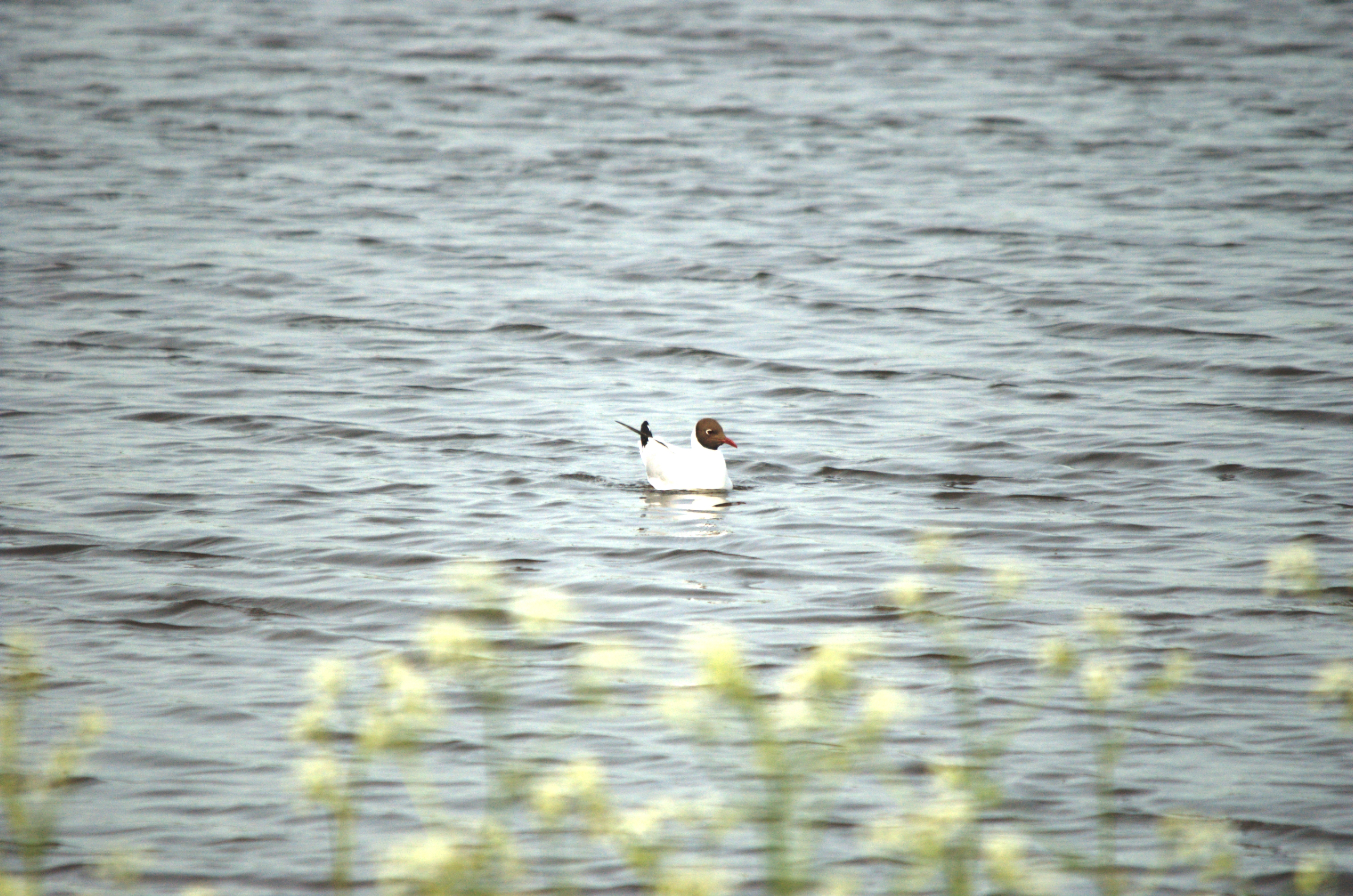 photos/wildlife/Bird_Species/067-Gulls/1686-Black-headed_Gull/dsc_2234.jpg