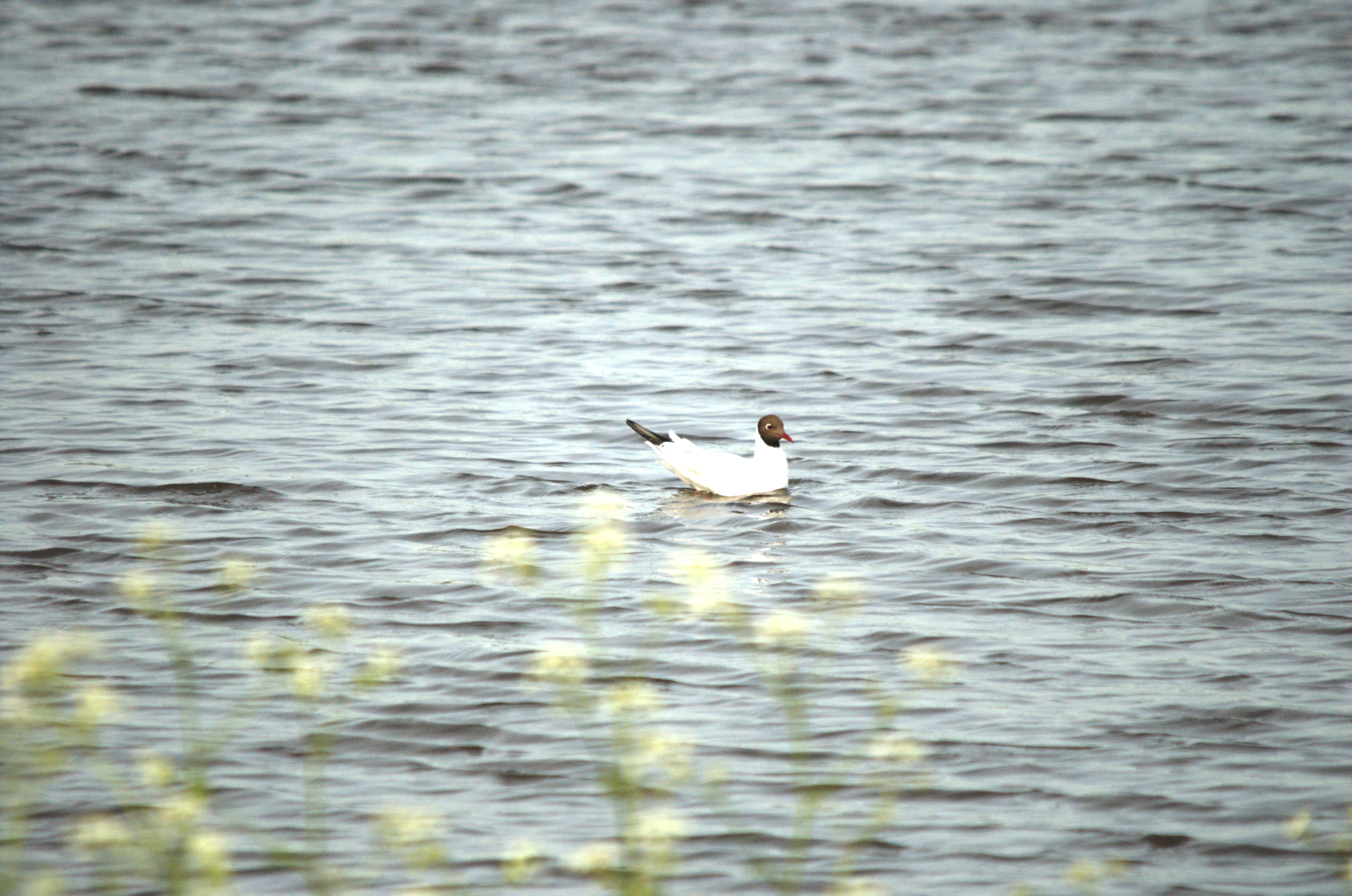 photos/wildlife/Bird_Species/067-Gulls/1686-Black-headed_Gull/dsc_2235.jpg