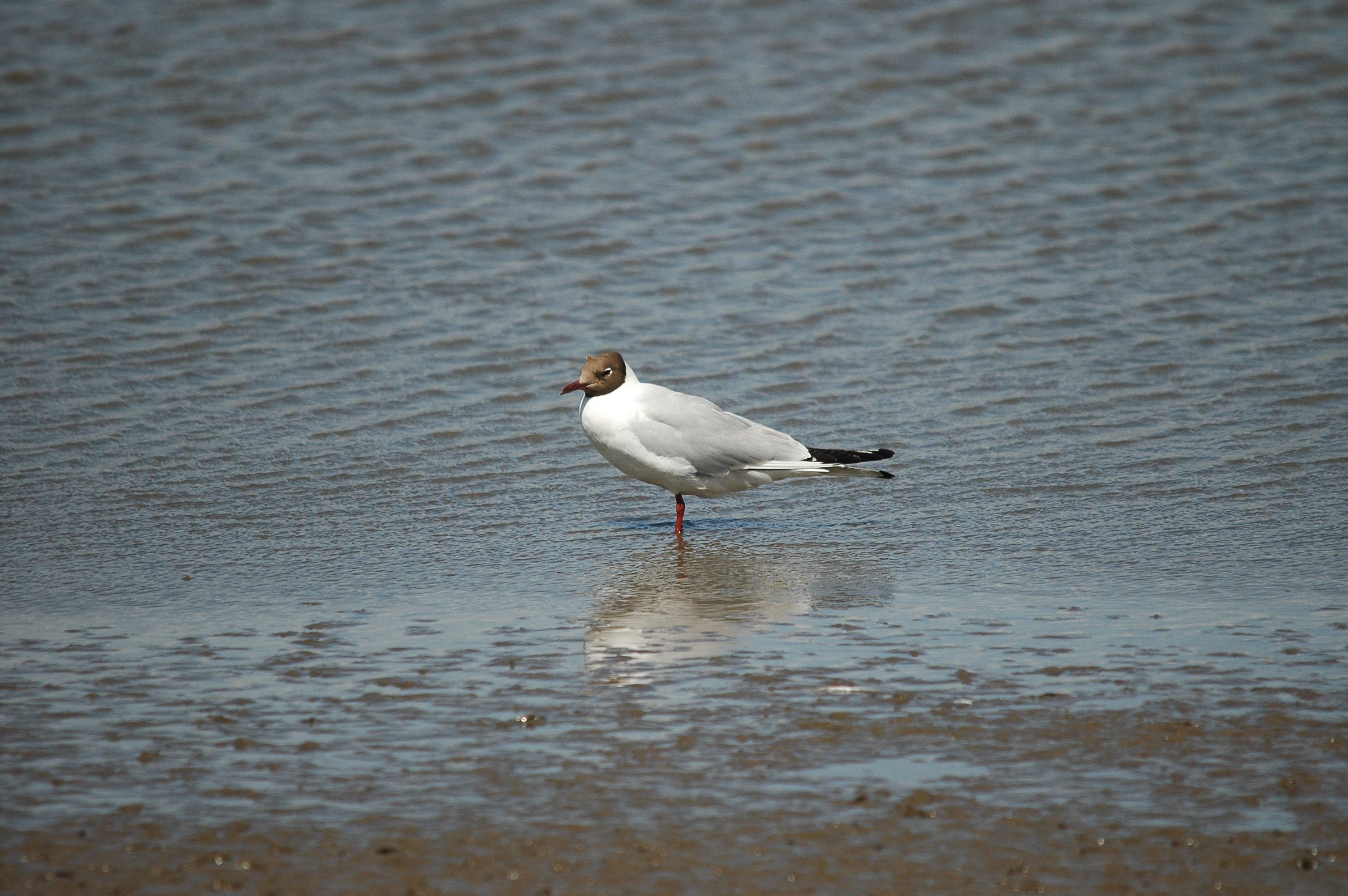 photos/wildlife/Bird_Species/067-Gulls/1686-Black-headed_Gull/dsc_2466.jpg