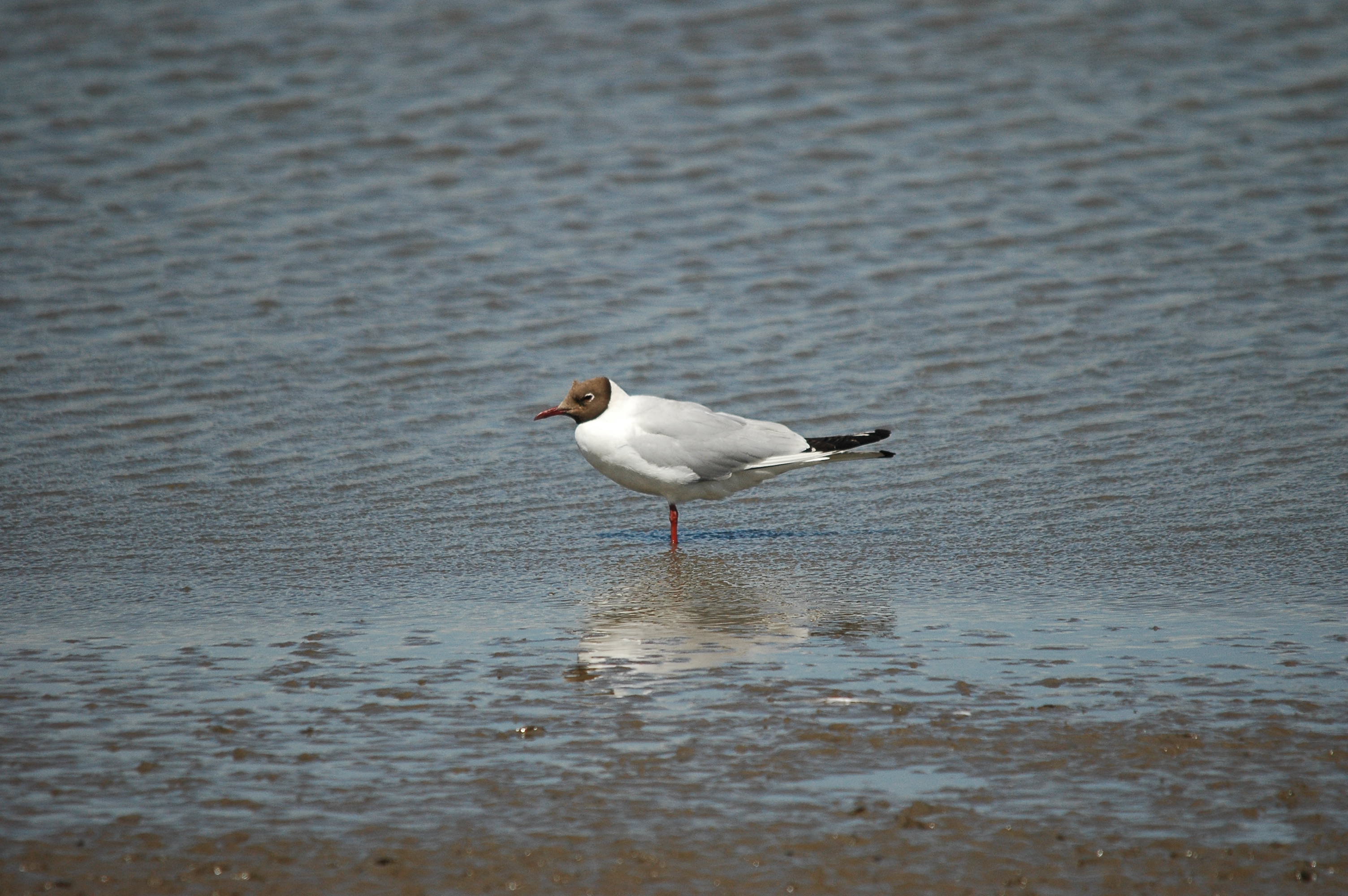 photos/wildlife/Bird_Species/067-Gulls/1686-Black-headed_Gull/dsc_2467.jpg