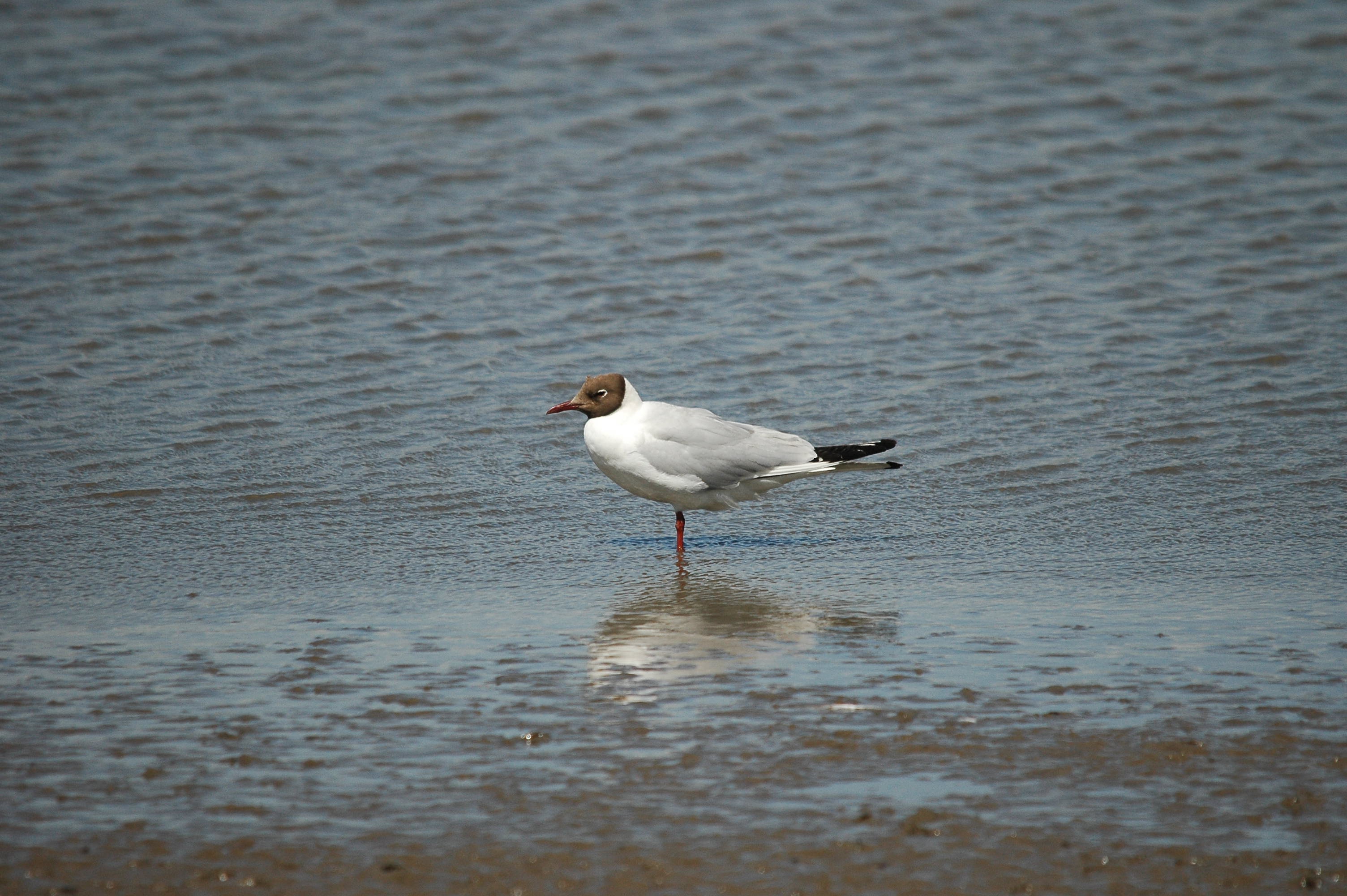 photos/wildlife/Bird_Species/067-Gulls/1686-Black-headed_Gull/dsc_2468.jpg