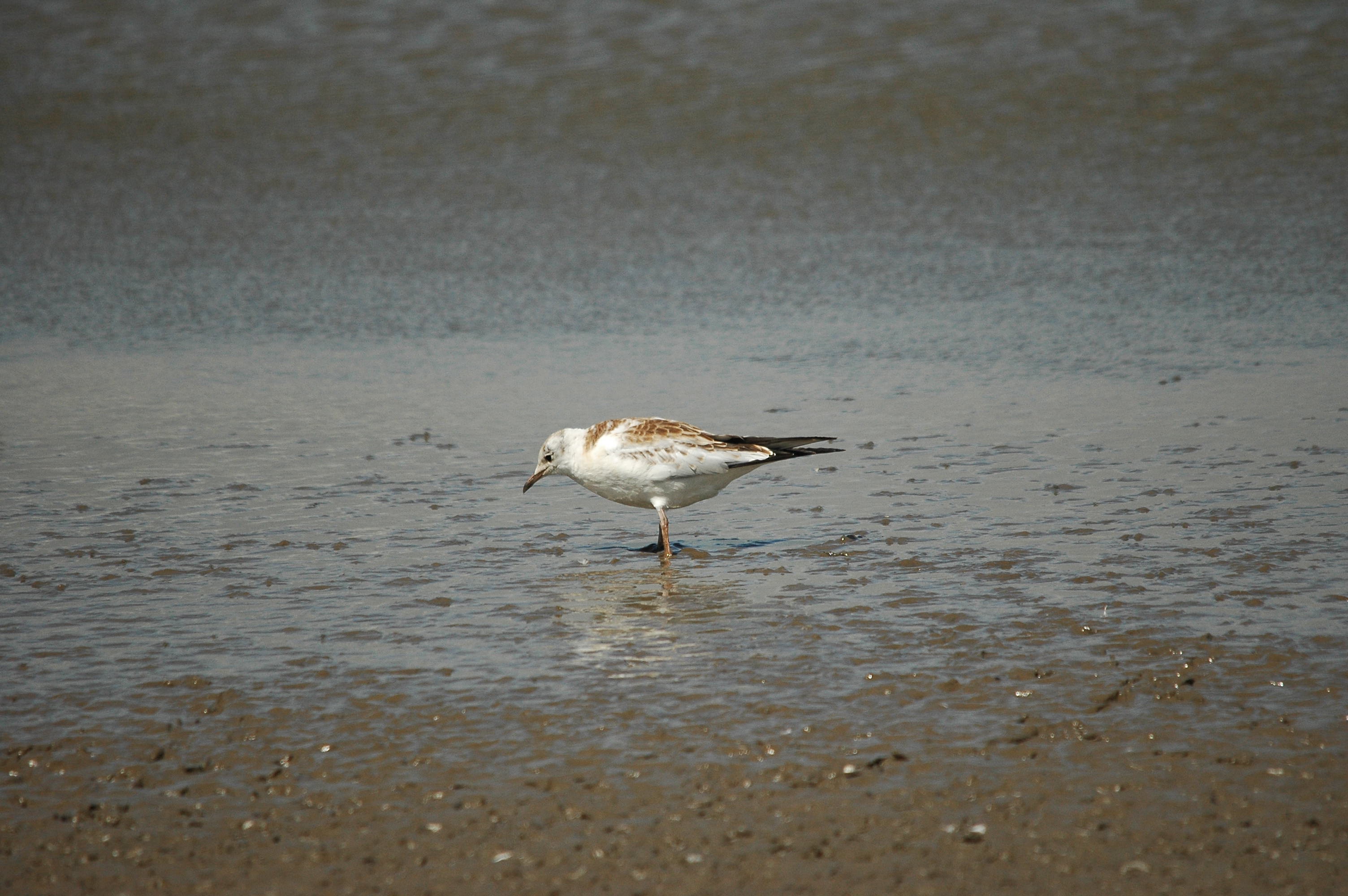 photos/wildlife/Bird_Species/067-Gulls/1686-Black-headed_Gull/dsc_2469.jpg