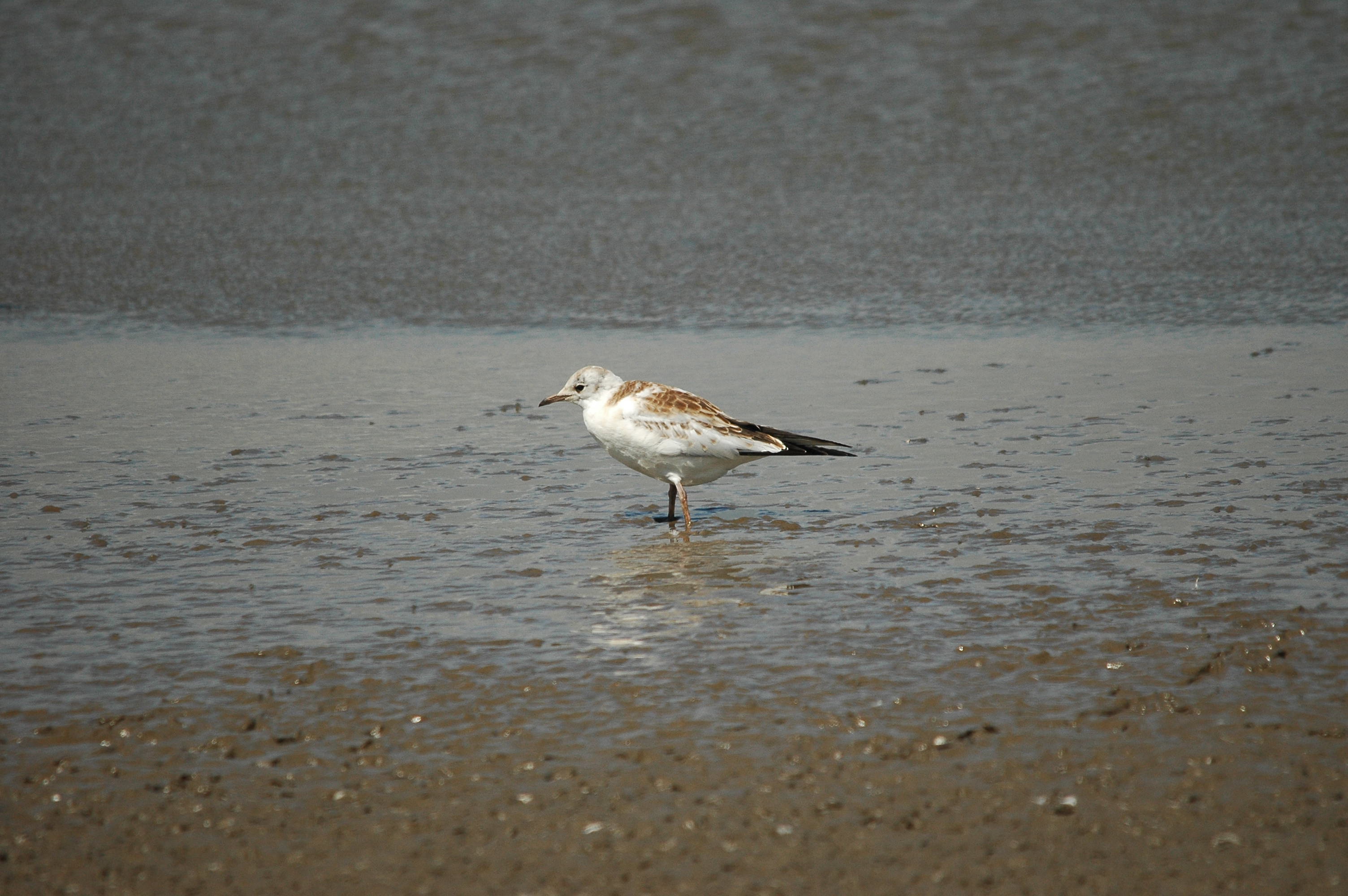 photos/wildlife/Bird_Species/067-Gulls/1686-Black-headed_Gull/dsc_2471.jpg