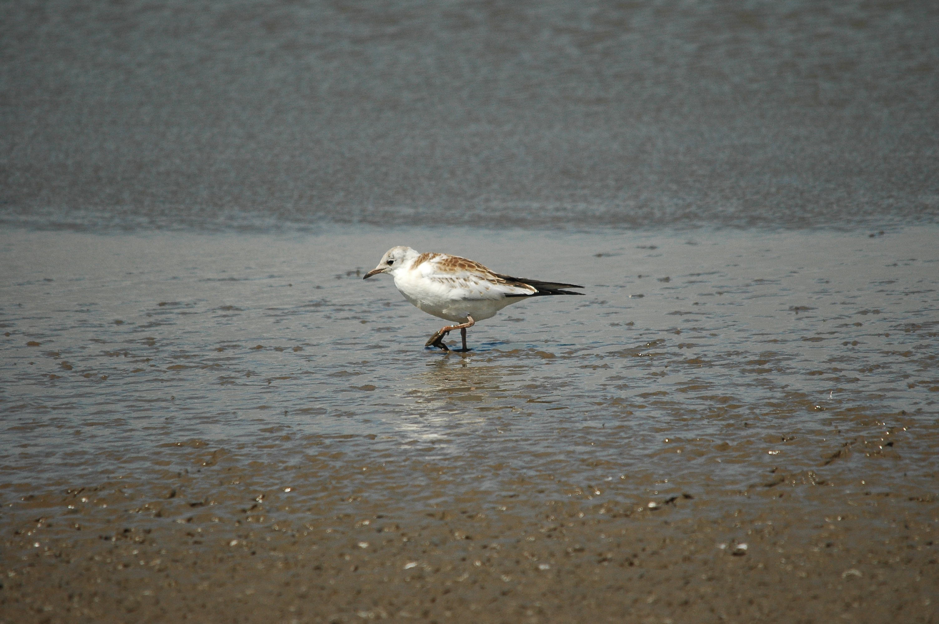 photos/wildlife/Bird_Species/067-Gulls/1686-Black-headed_Gull/dsc_2472.jpg