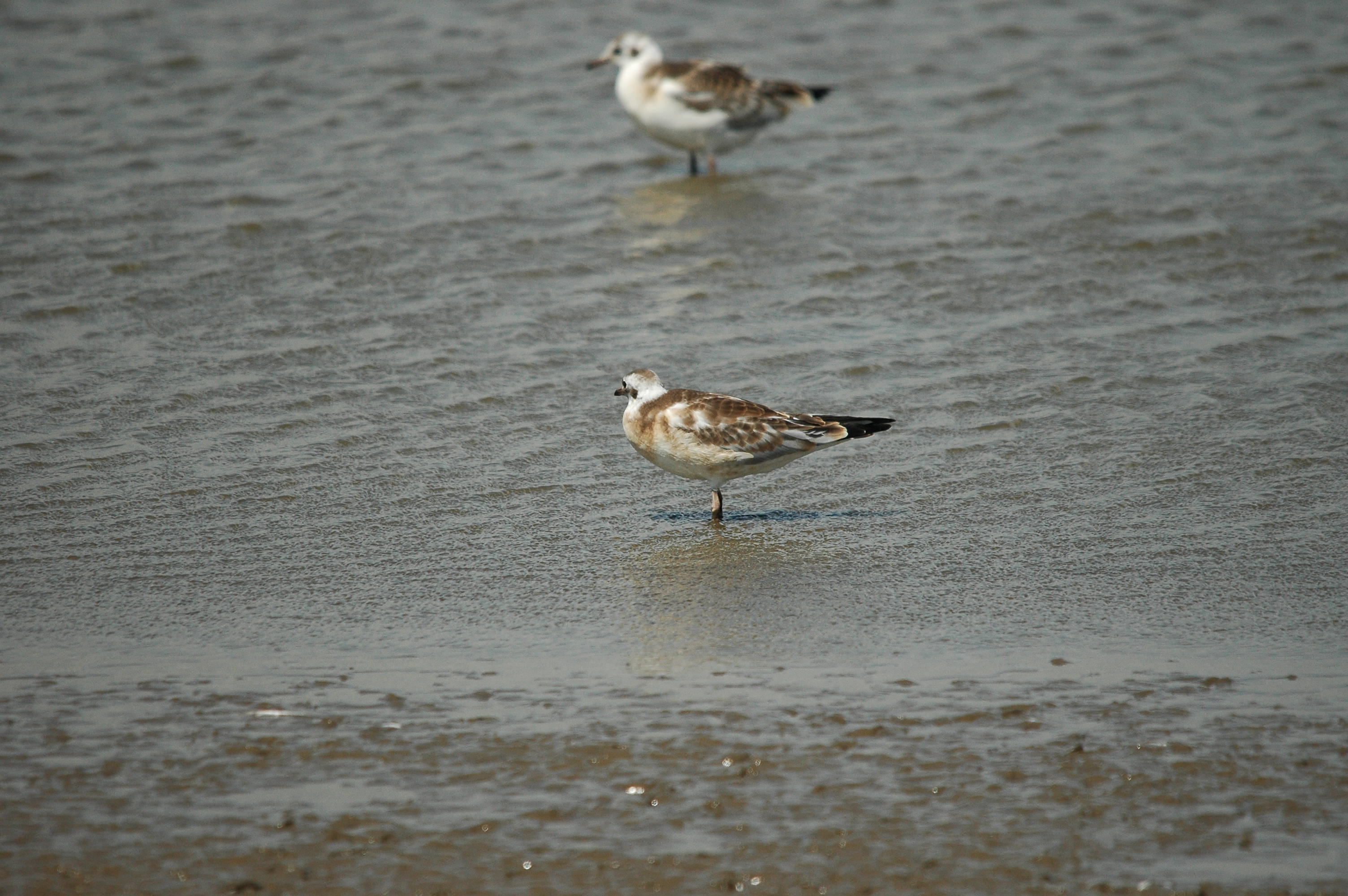 photos/wildlife/Bird_Species/067-Gulls/1686-Black-headed_Gull/dsc_2479.jpg