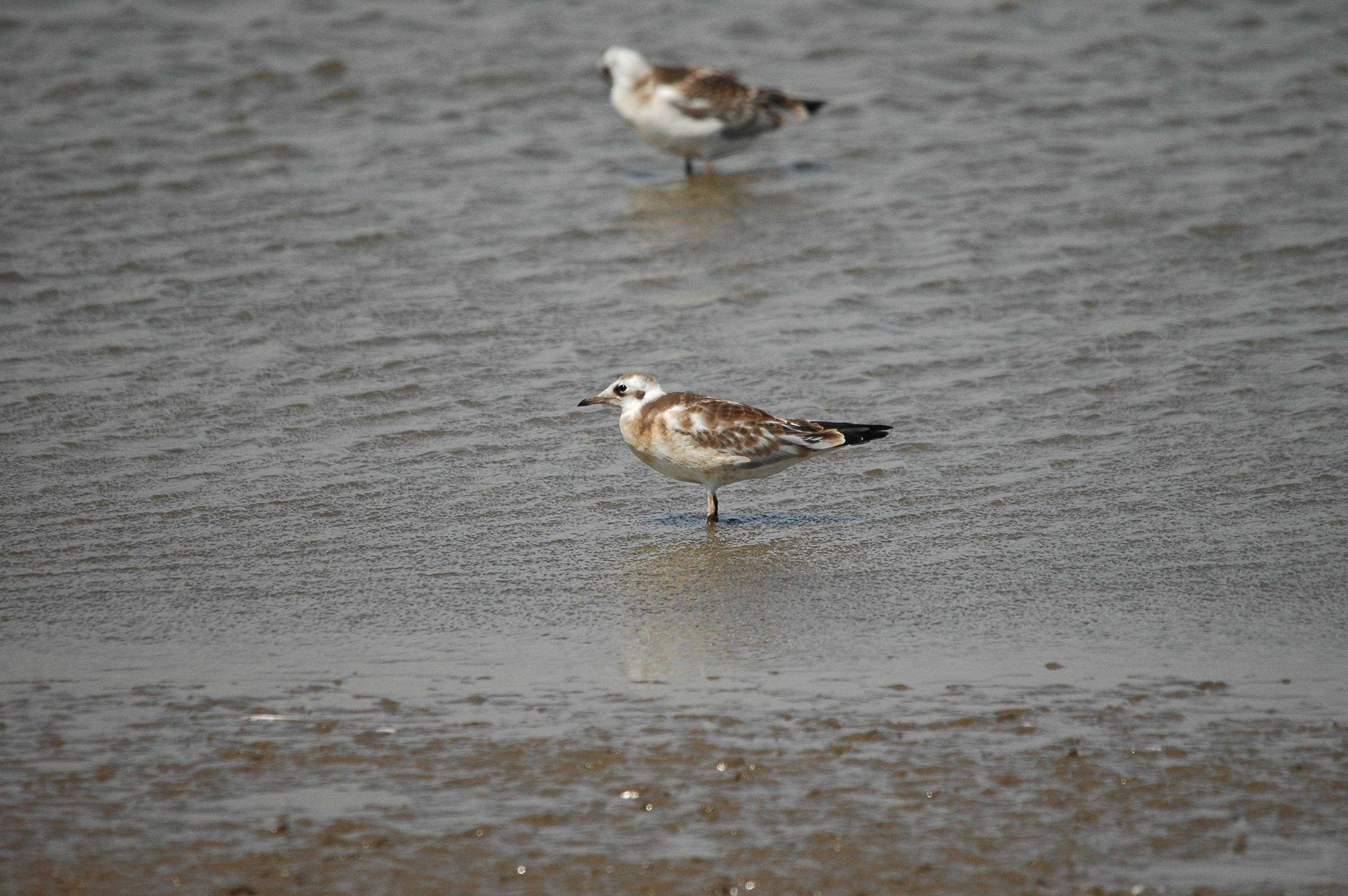 photos/wildlife/Bird_Species/067-Gulls/1686-Black-headed_Gull/dsc_2480.jpg