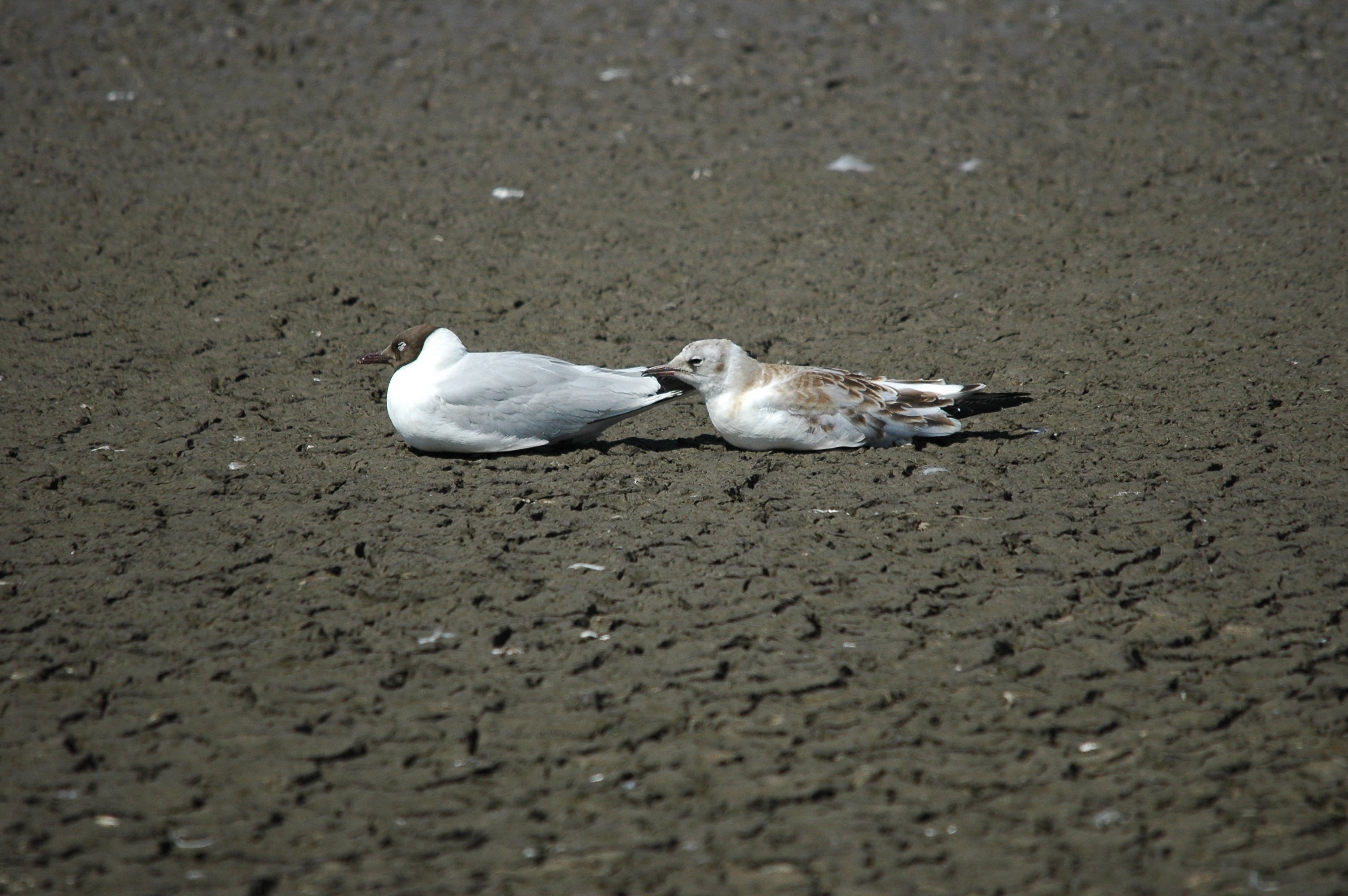 photos/wildlife/Bird_Species/067-Gulls/1686-Black-headed_Gull/dsc_2481.jpg