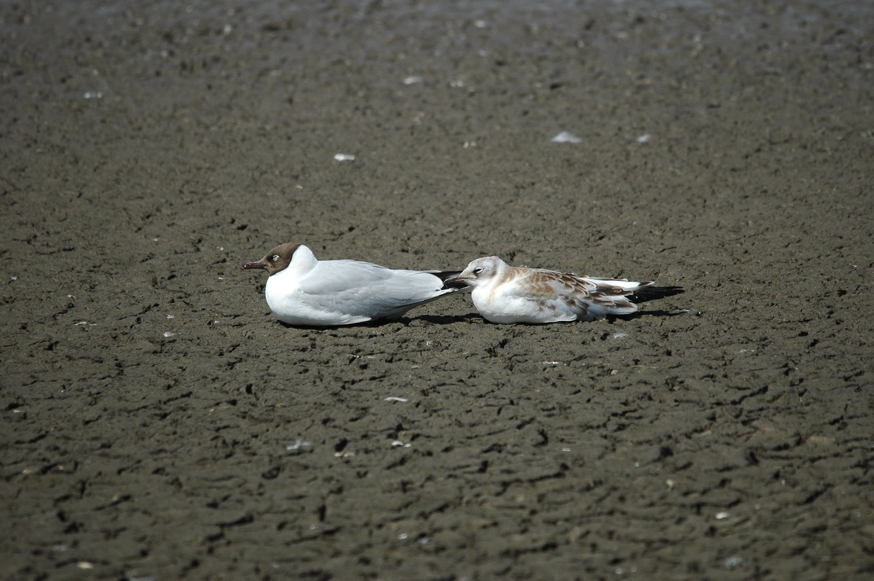 photos/wildlife/Bird_Species/067-Gulls/1686-Black-headed_Gull/dsc_2482.jpg