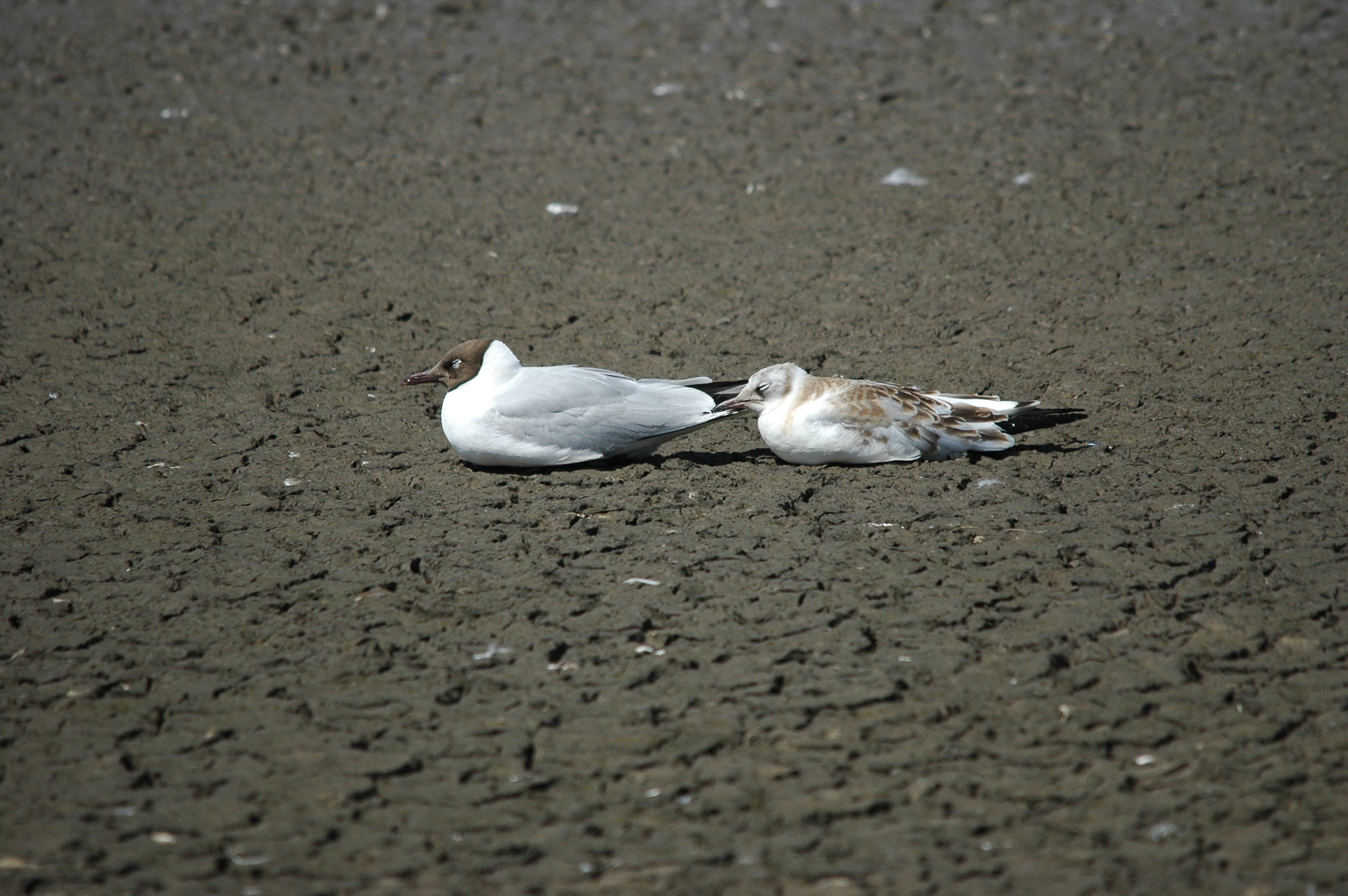 photos/wildlife/Bird_Species/067-Gulls/1686-Black-headed_Gull/dsc_2483.jpg