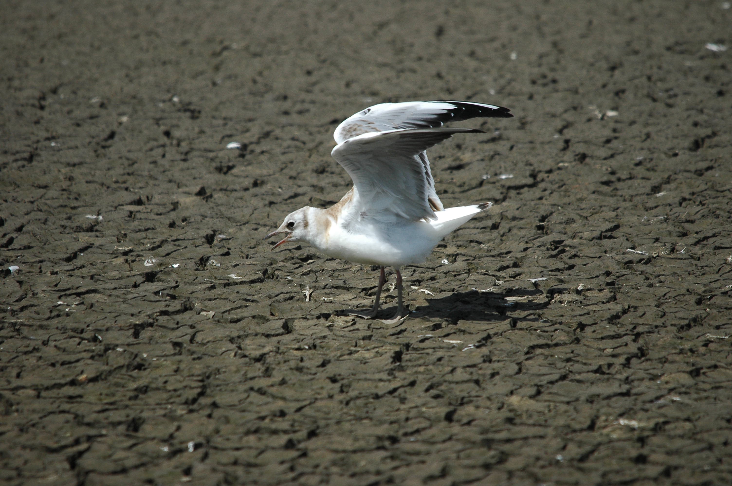 photos/wildlife/Bird_Species/067-Gulls/1686-Black-headed_Gull/dsc_2490.jpg