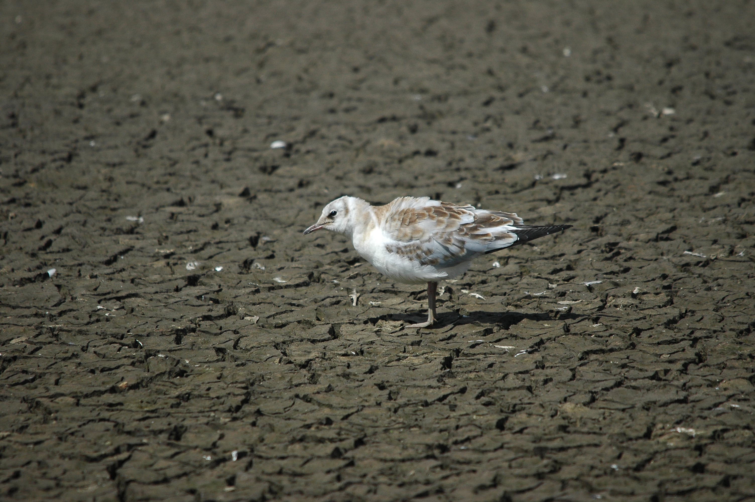 photos/wildlife/Bird_Species/067-Gulls/1686-Black-headed_Gull/dsc_2491.jpg