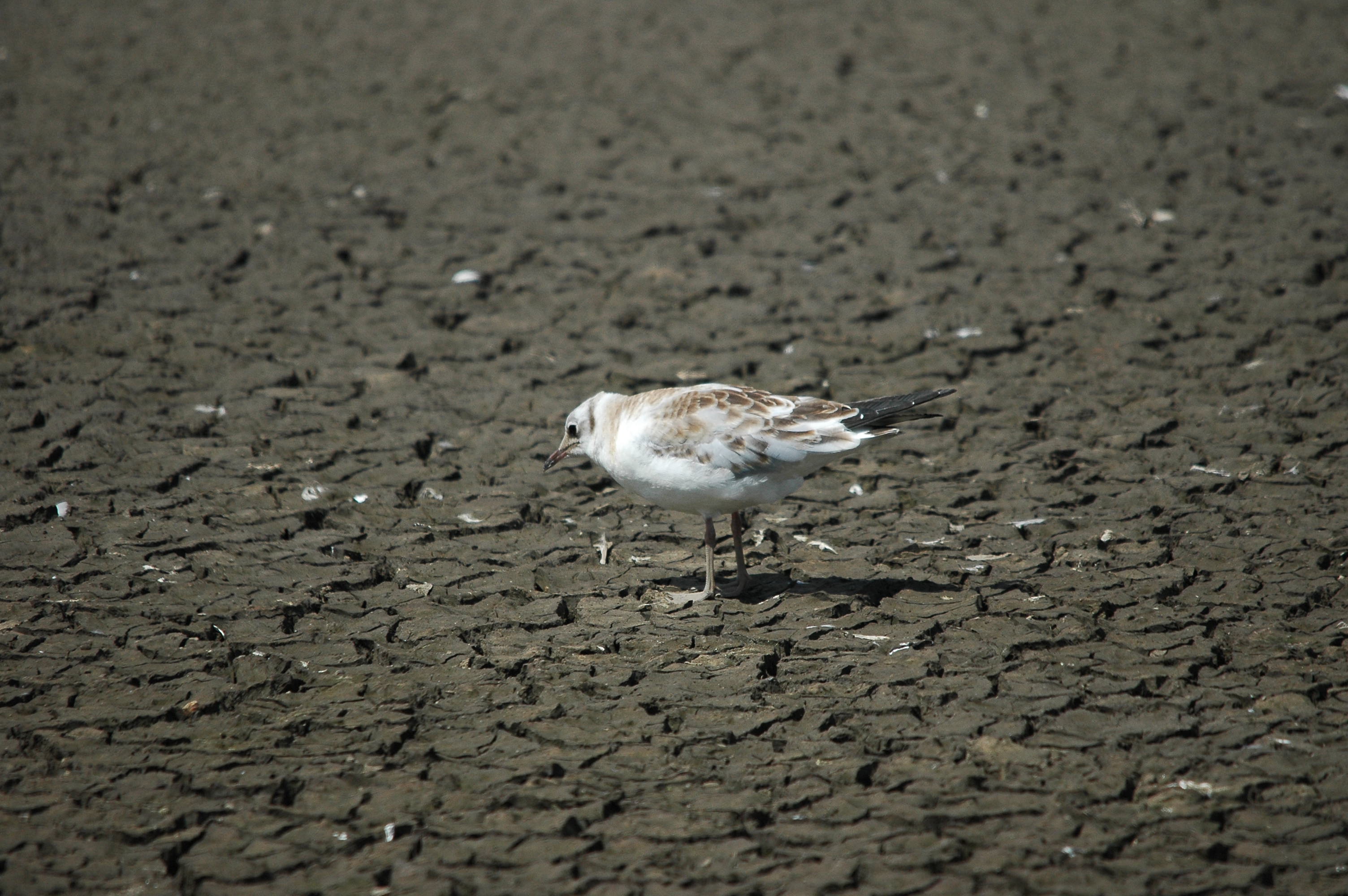 photos/wildlife/Bird_Species/067-Gulls/1686-Black-headed_Gull/dsc_2492.jpg