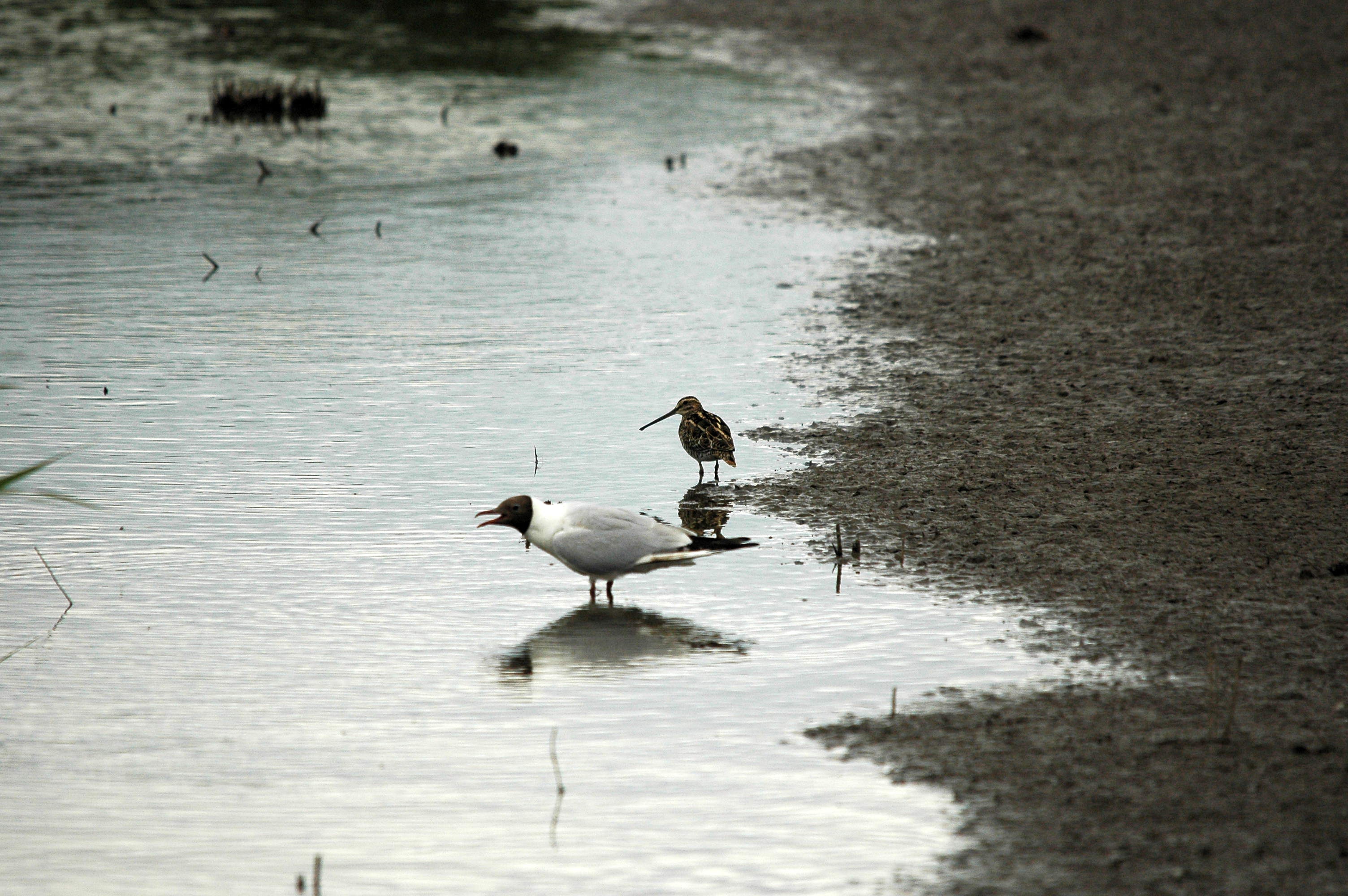 photos/wildlife/Bird_Species/067-Gulls/1686-Black-headed_Gull/dsc_2499.jpg