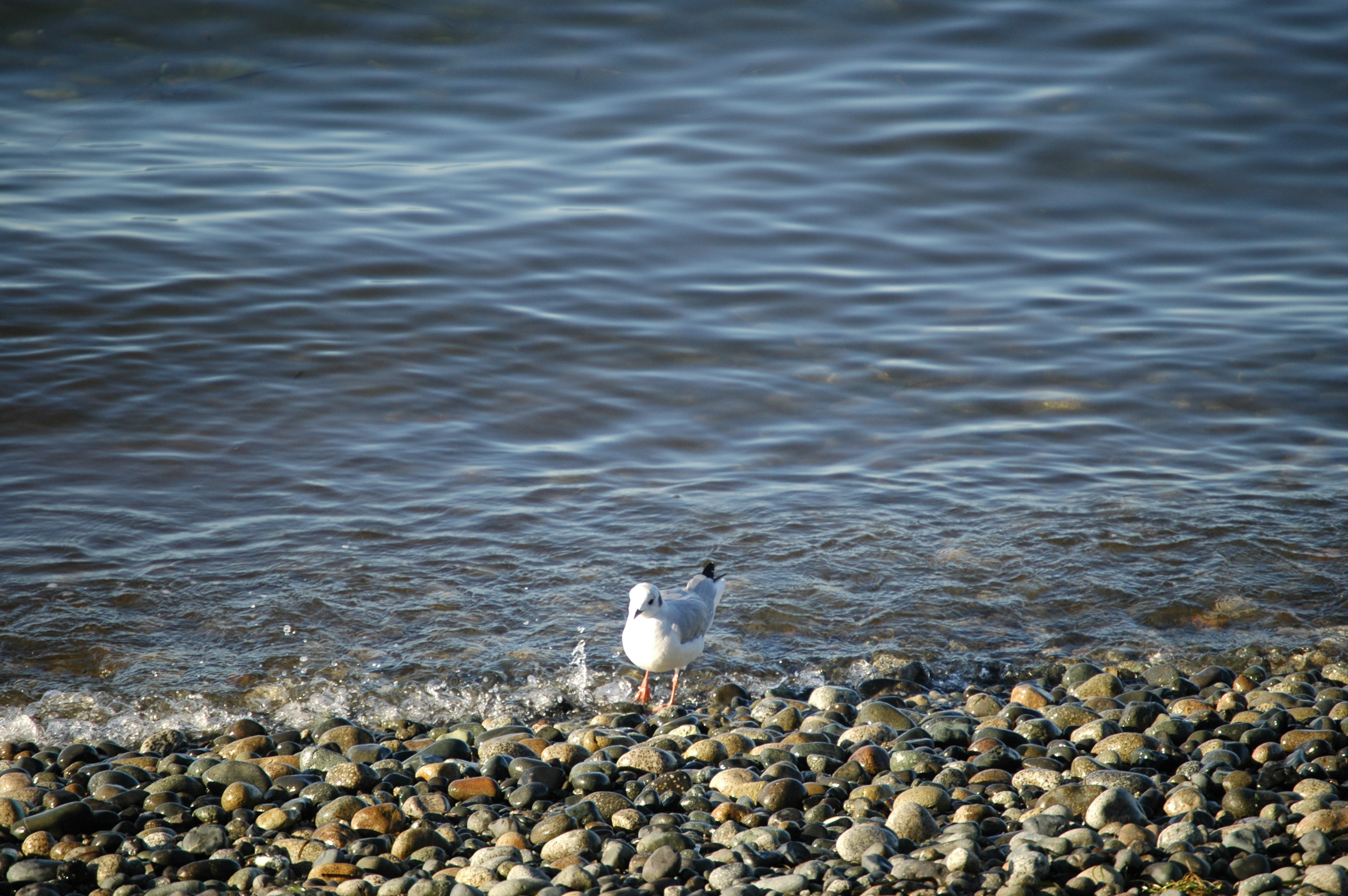 photos/wildlife/Bird_Species/067-Gulls/1688-Bonapartes_Gull/20070921-Canada-01.jpg