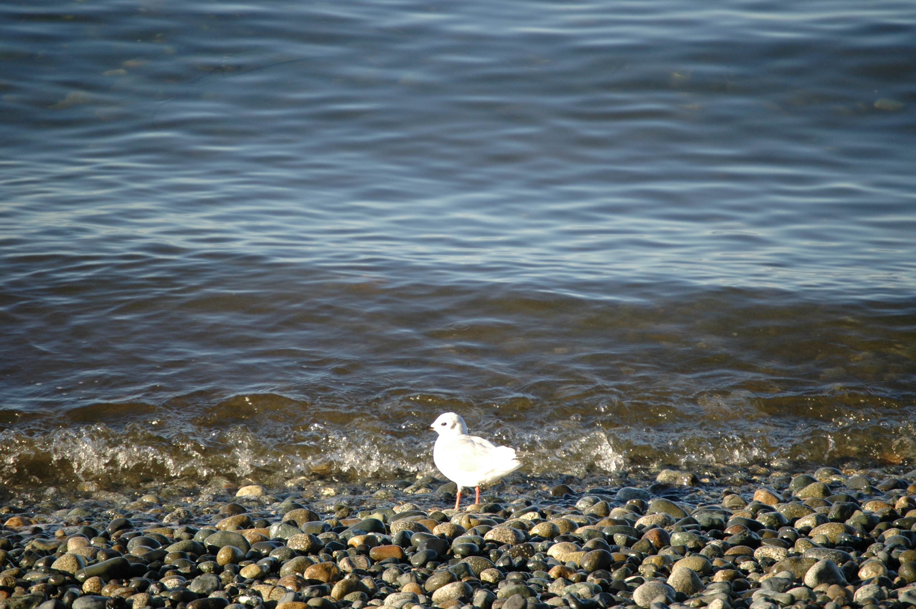 photos/wildlife/Bird_Species/067-Gulls/1688-Bonapartes_Gull/20070921-Canada-02.jpg