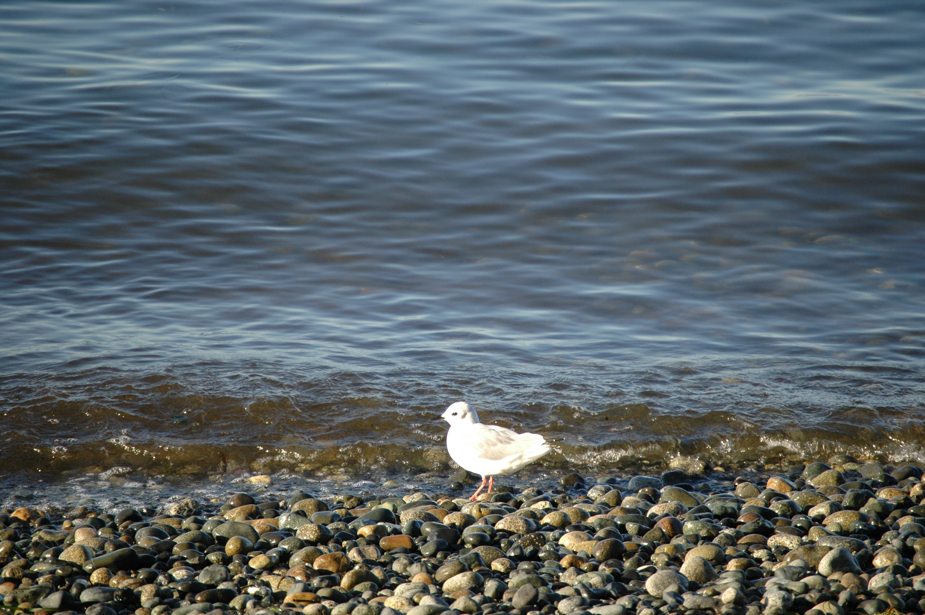 photos/wildlife/Bird_Species/067-Gulls/1688-Bonapartes_Gull/20070921-Canada-04.jpg