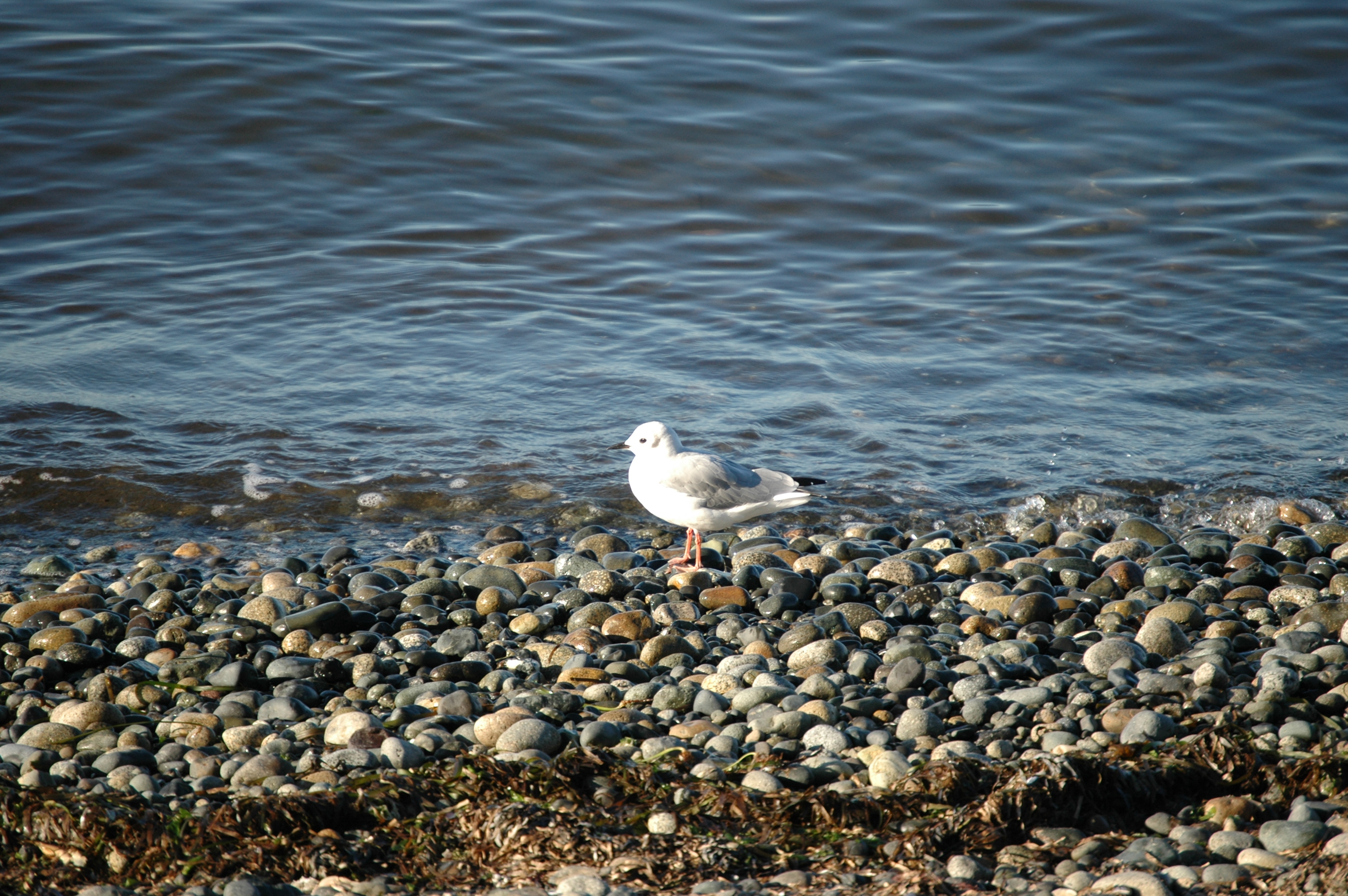 photos/wildlife/Bird_Species/067-Gulls/1688-Bonapartes_Gull/20070921-Canada-05.jpg