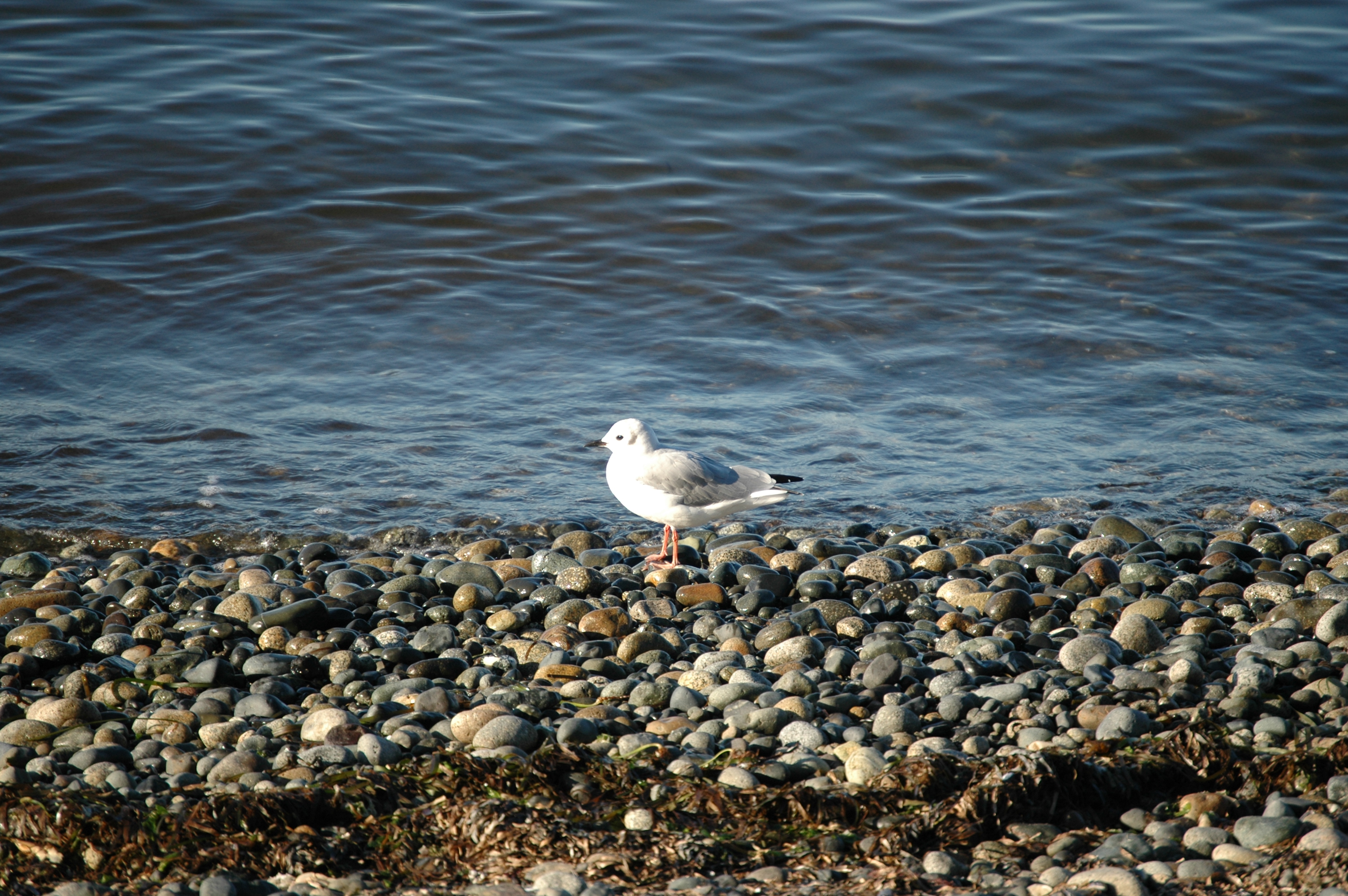 photos/wildlife/Bird_Species/067-Gulls/1688-Bonapartes_Gull/20070921-Canada-06.jpg