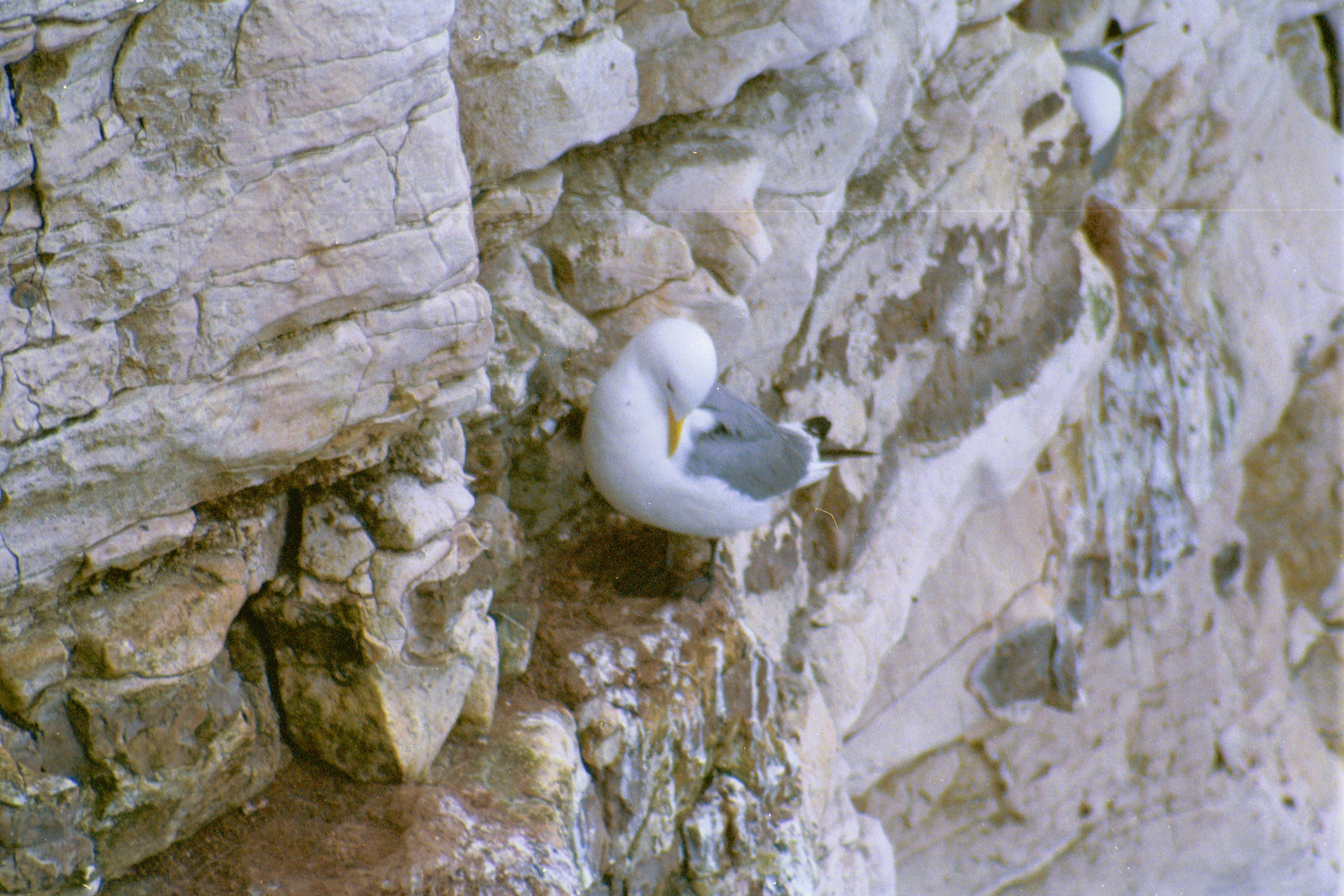 photos/wildlife/Bird_Species/067-Gulls/1694-Black-legged_Kittiwake/20020504-Bempton-01.jpg