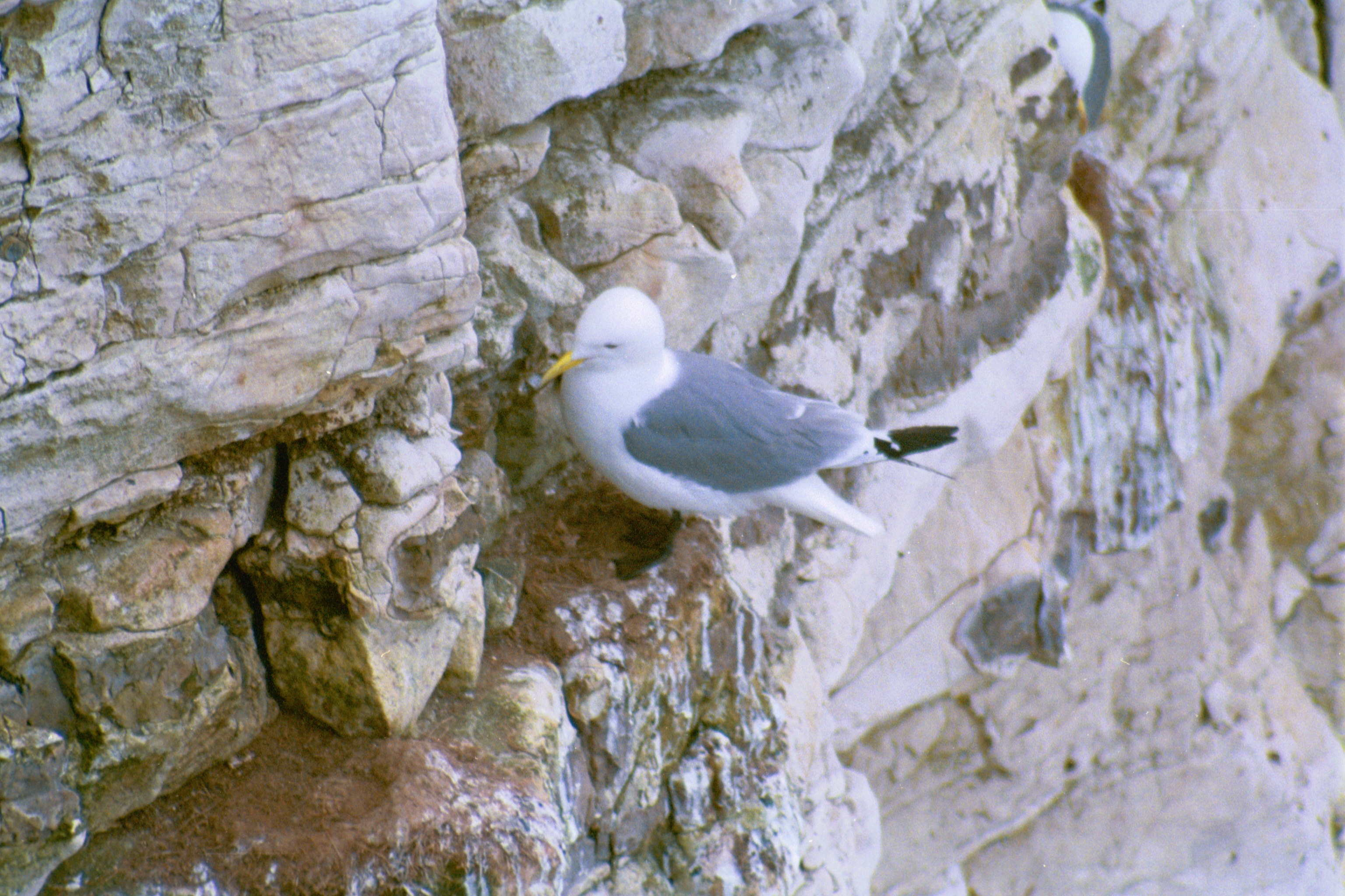 photos/wildlife/Bird_Species/067-Gulls/1694-Black-legged_Kittiwake/20020504-Bempton-03.jpg