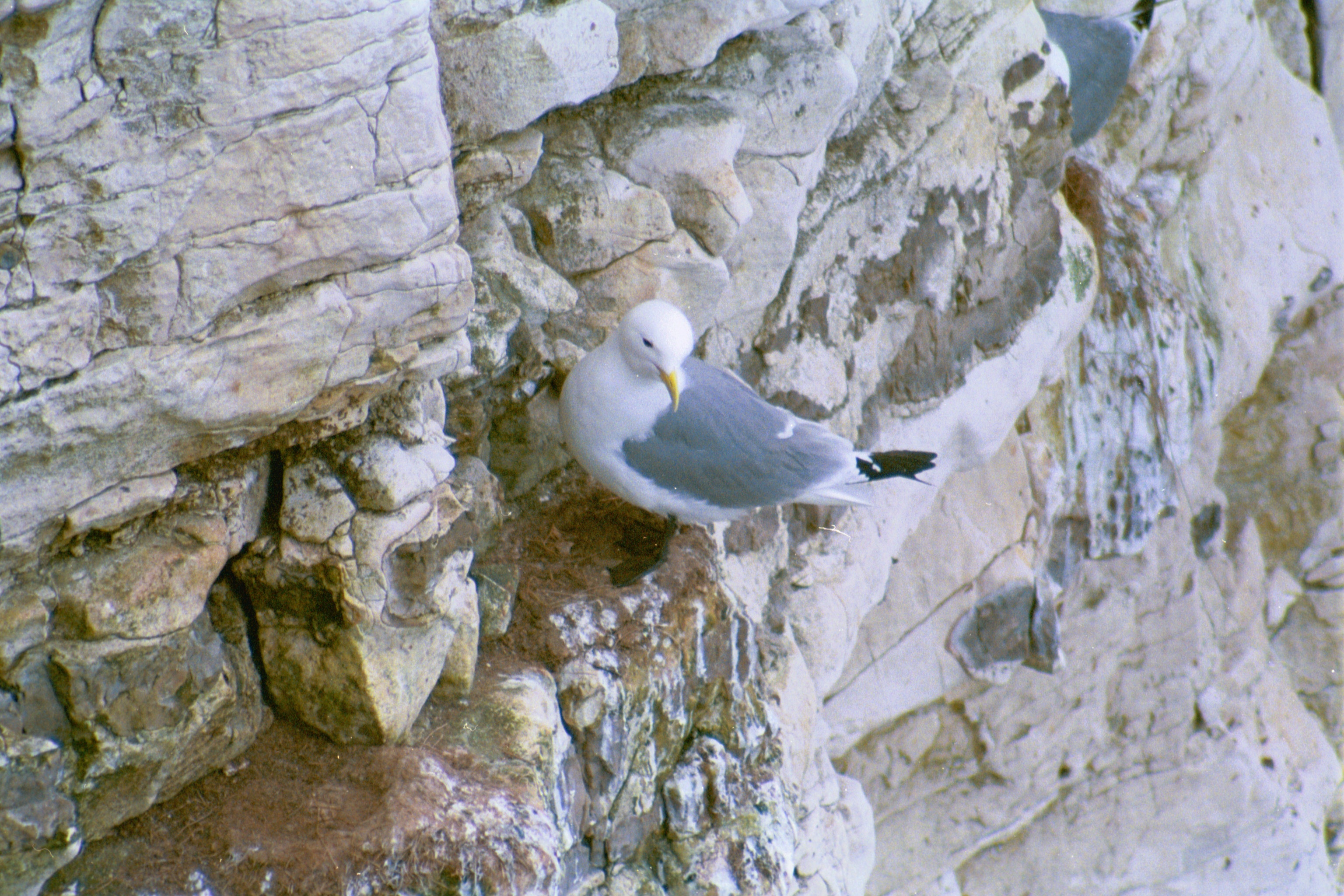 photos/wildlife/Bird_Species/067-Gulls/1694-Black-legged_Kittiwake/20020504-Bempton-05.jpg