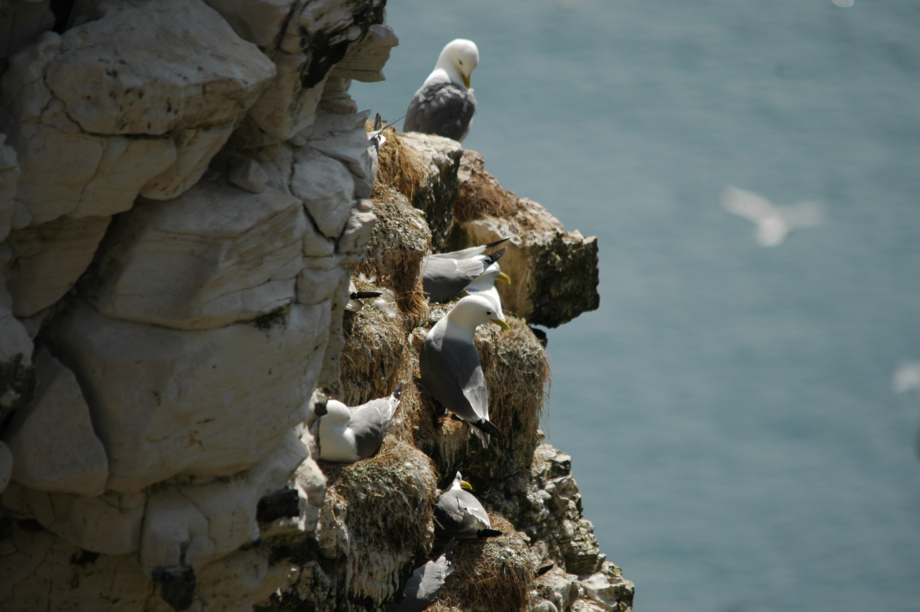 photos/wildlife/Bird_Species/067-Gulls/1694-Black-legged_Kittiwake/DSC_5658.JPG