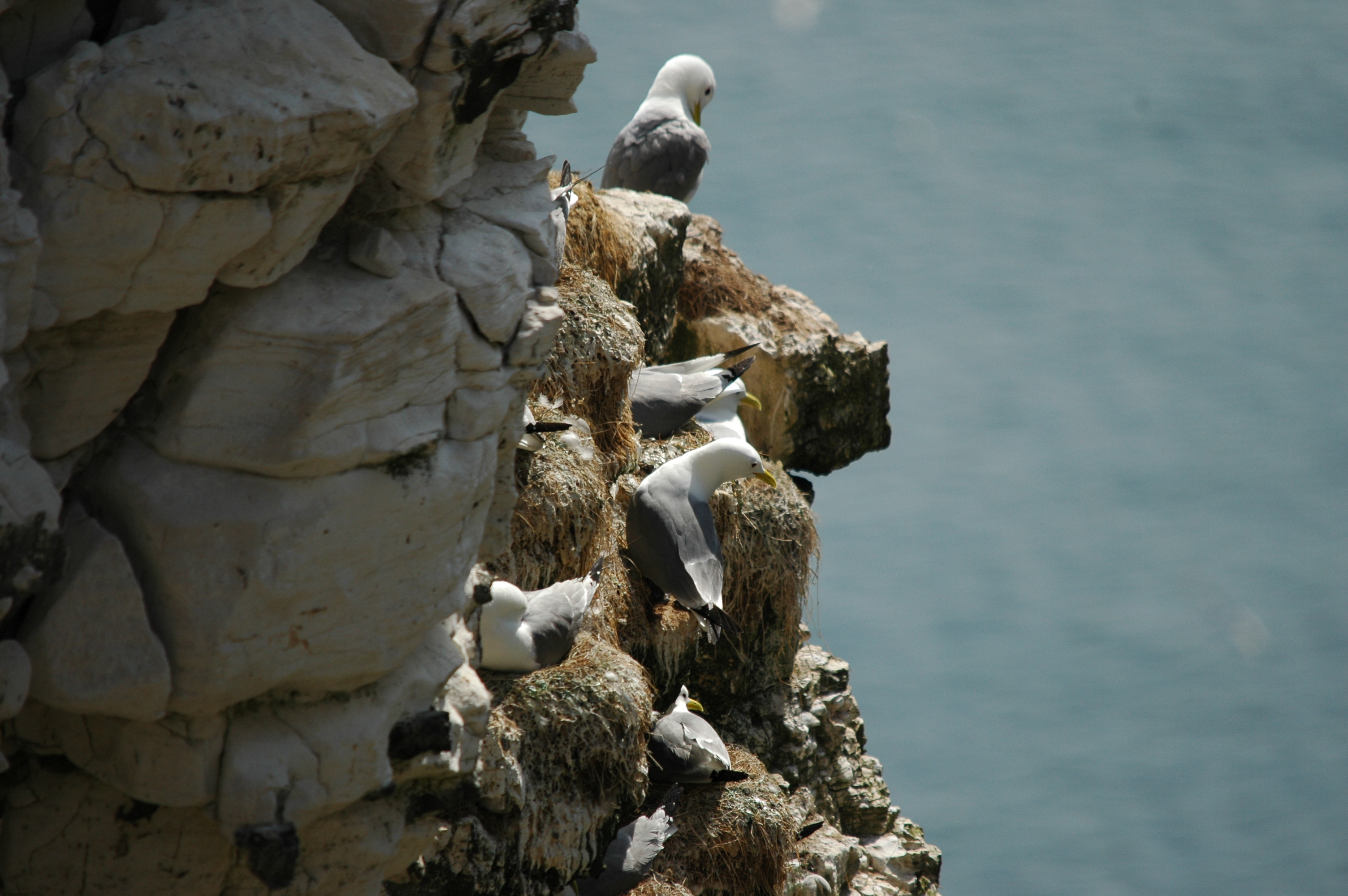 photos/wildlife/Bird_Species/067-Gulls/1694-Black-legged_Kittiwake/DSC_5659.JPG