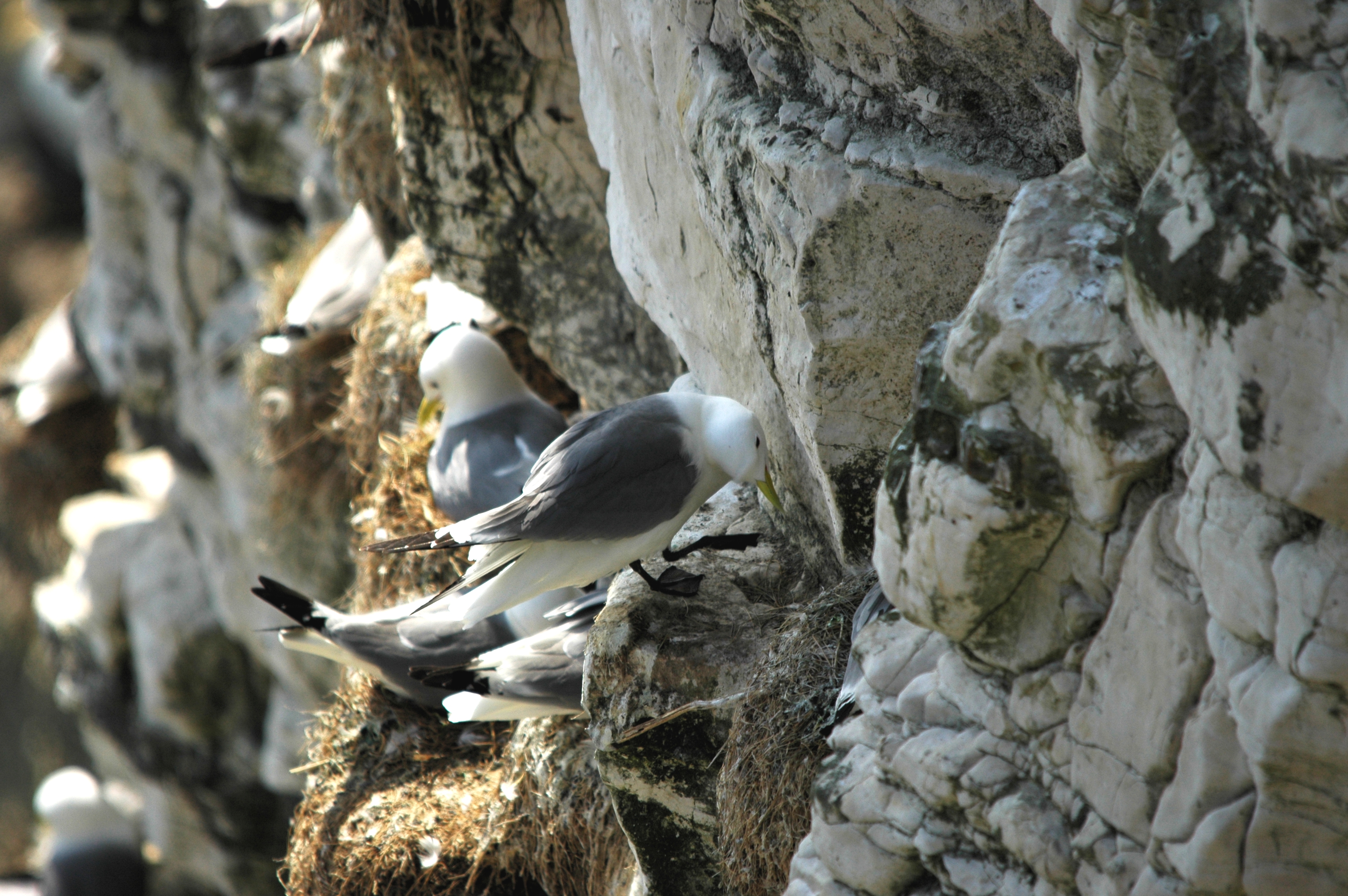 photos/wildlife/Bird_Species/067-Gulls/1694-Black-legged_Kittiwake/DSC_5681.JPG