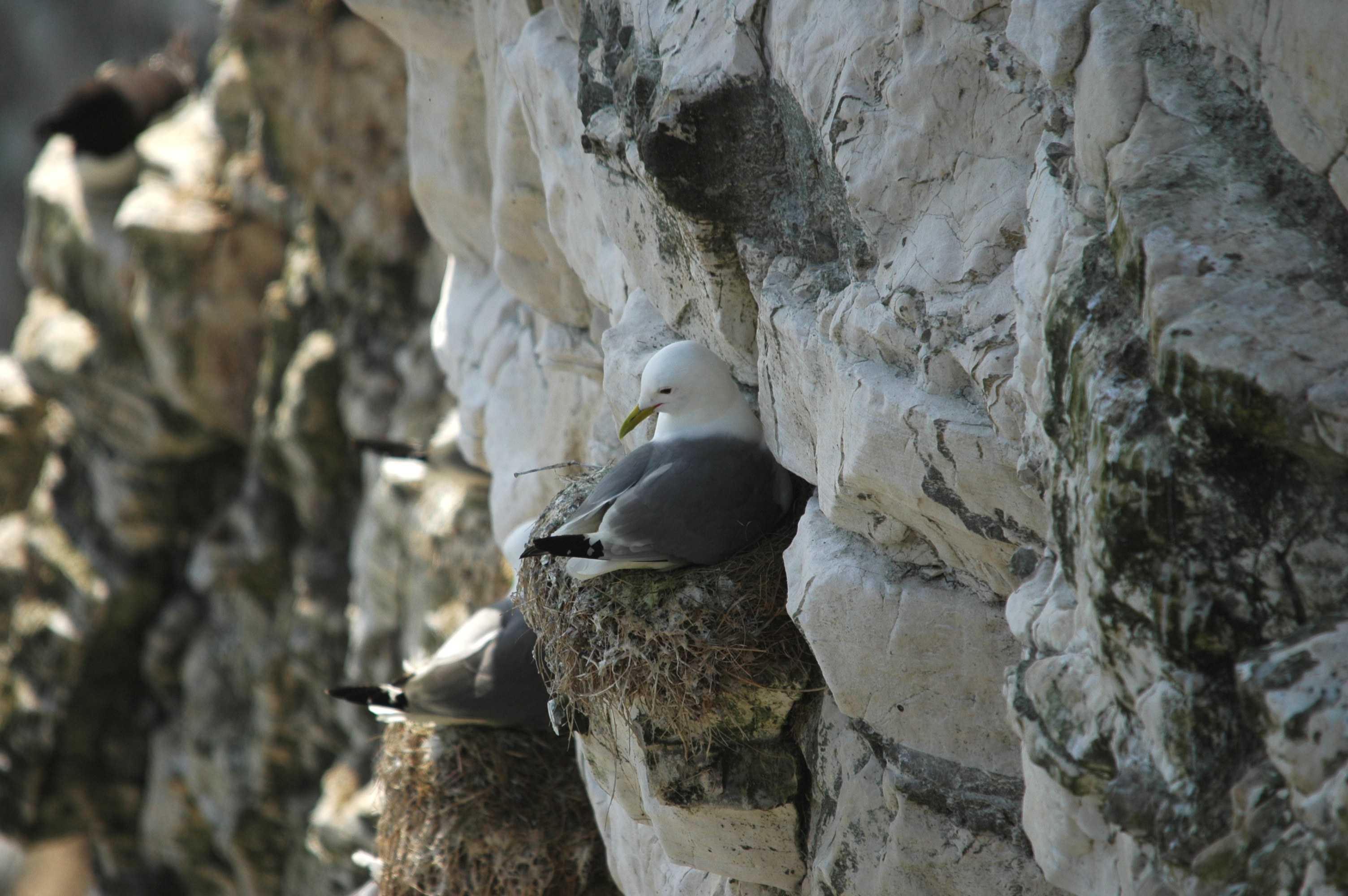 photos/wildlife/Bird_Species/067-Gulls/1694-Black-legged_Kittiwake/DSC_5682.JPG